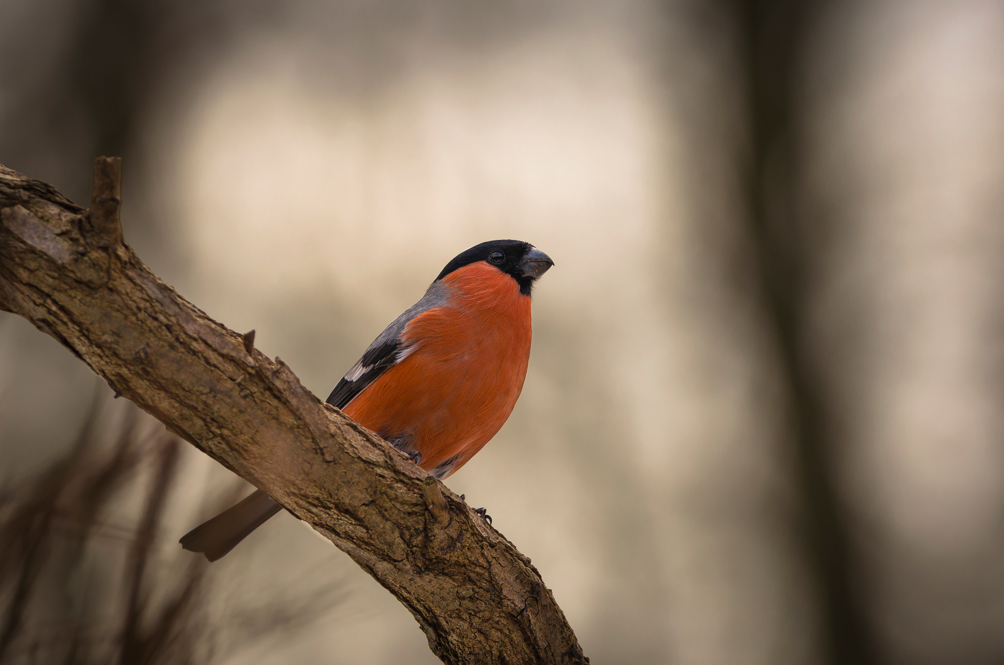 Sigma 150-600mm F5-6.3 DG OS HSM | C sample photo. Bullfinch photography