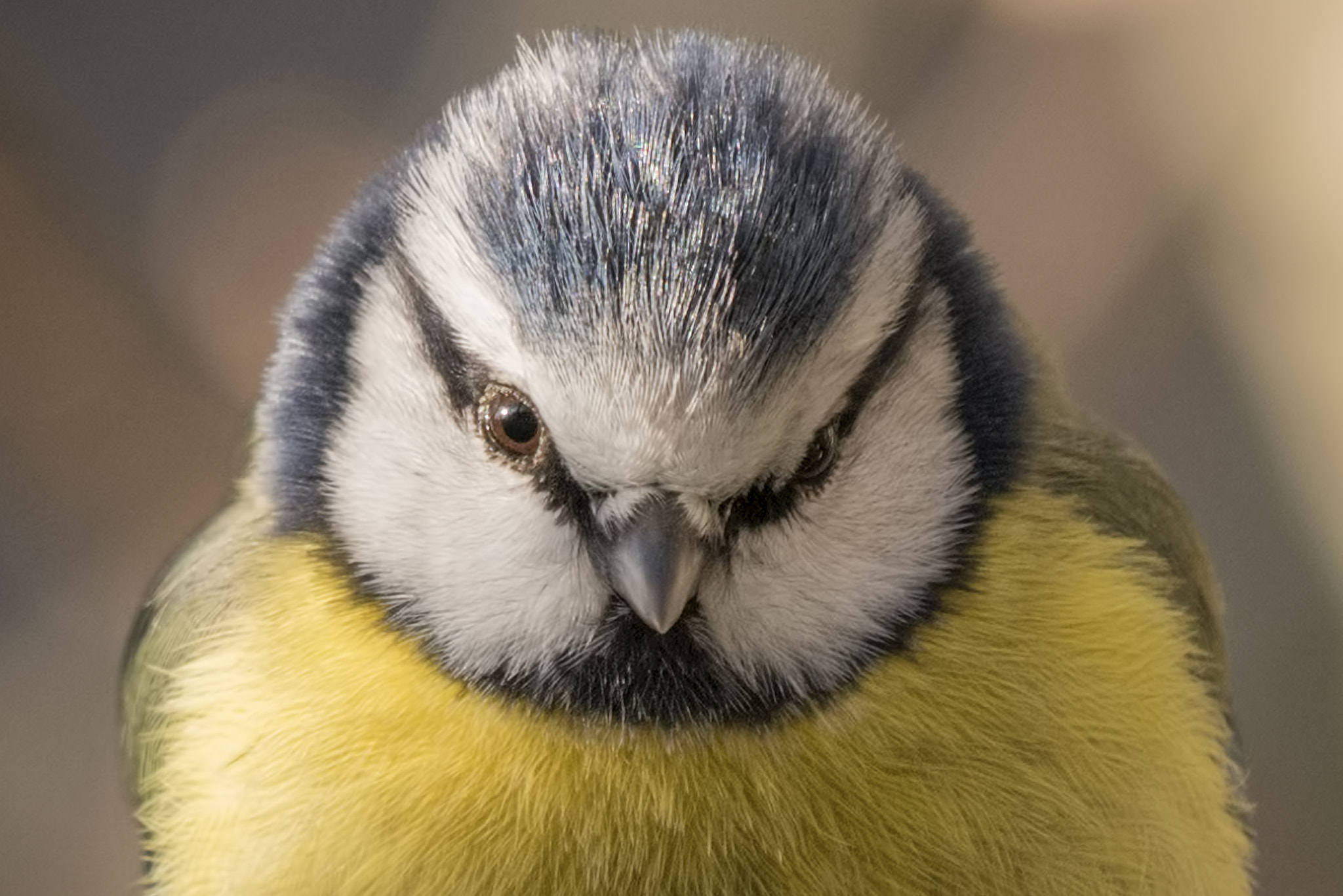 Nikon AF-S Nikkor 200-500mm F5.6E ED VR sample photo. Yes photography