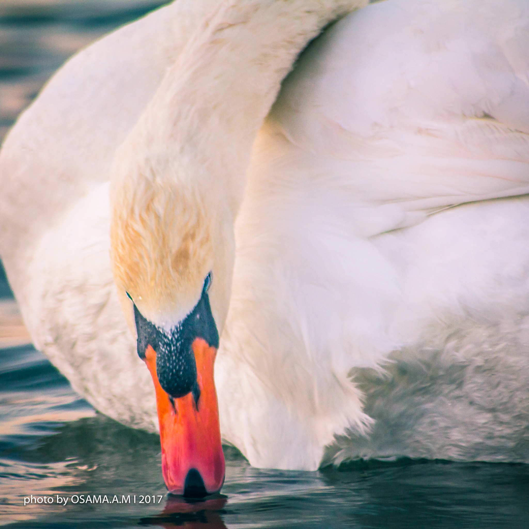 Canon EOS 60D sample photo. Goes photography