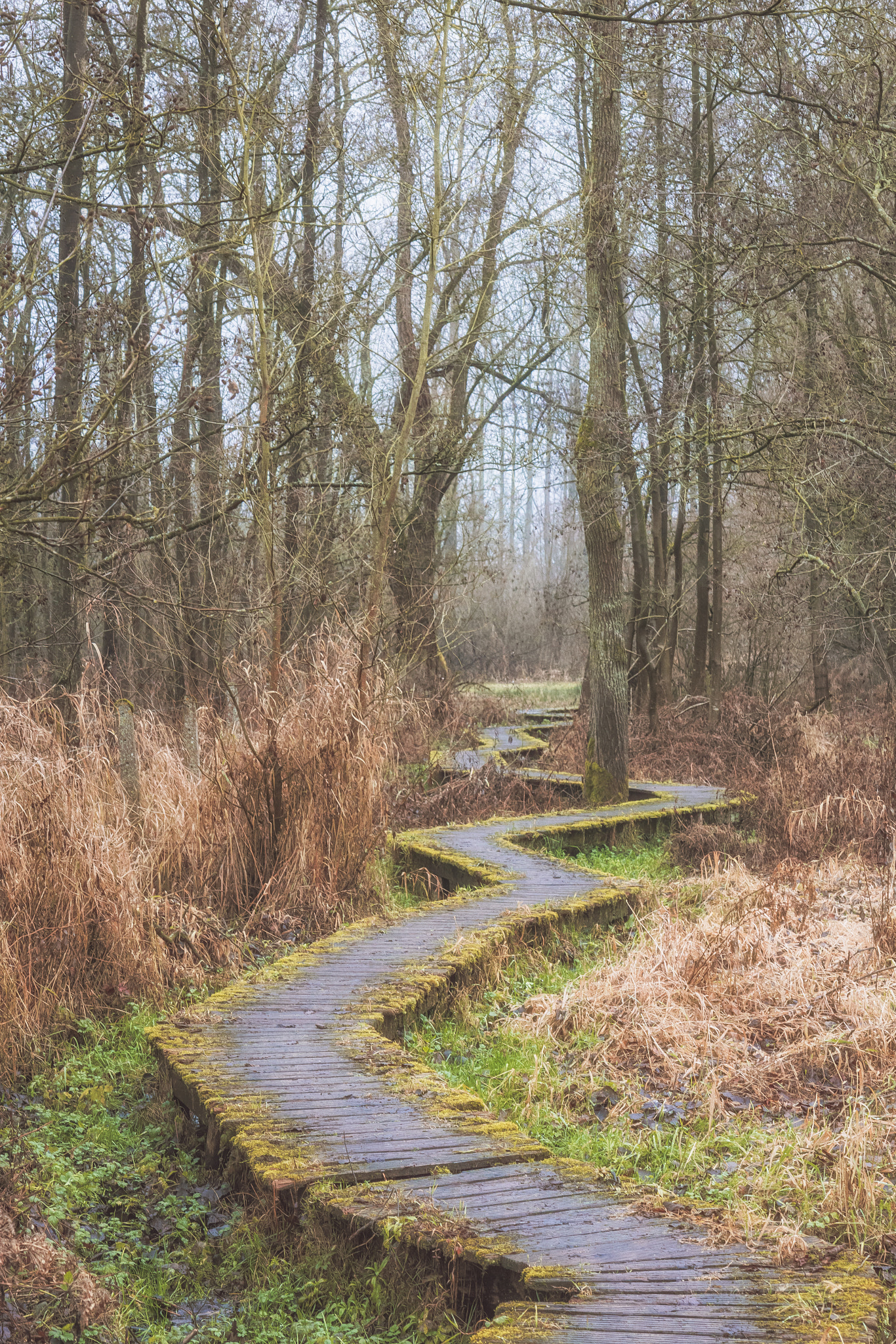 Canon EOS 750D (EOS Rebel T6i / EOS Kiss X8i) sample photo. Snaking path photography