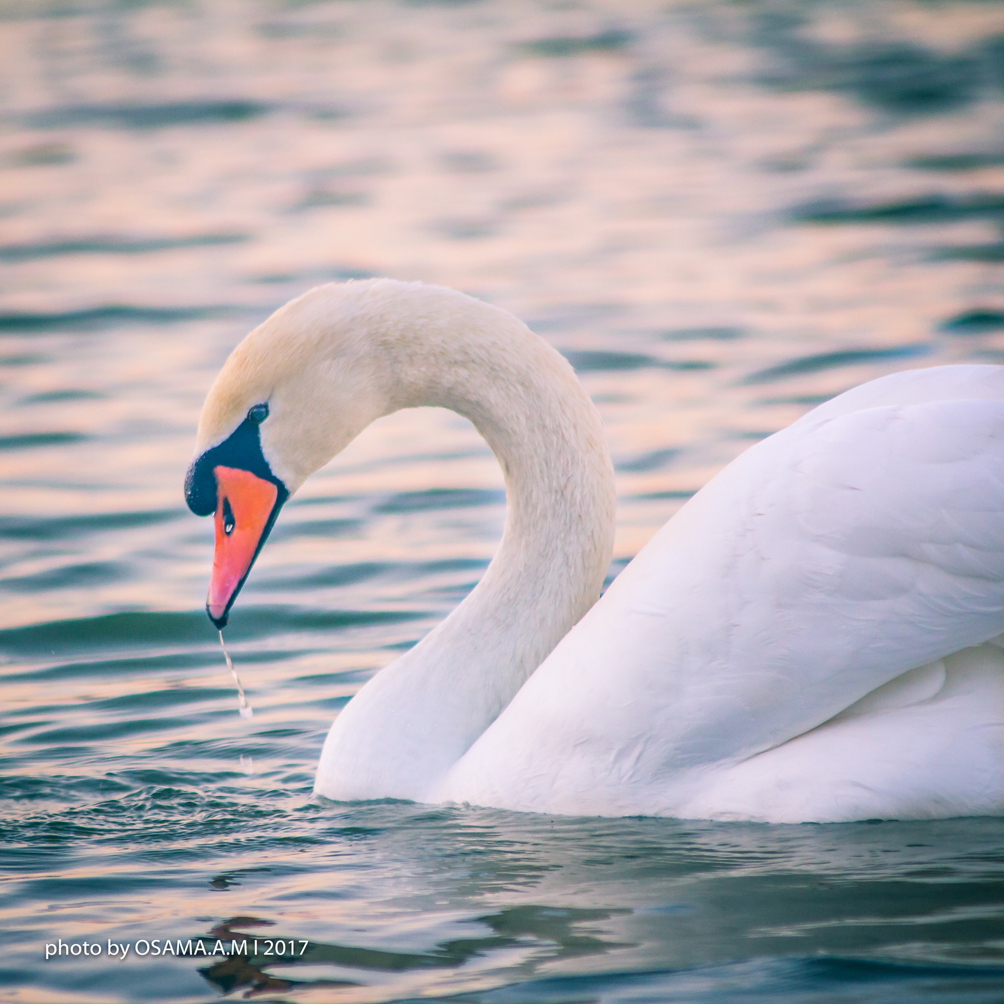 Canon EOS 60D sample photo. Goes photography