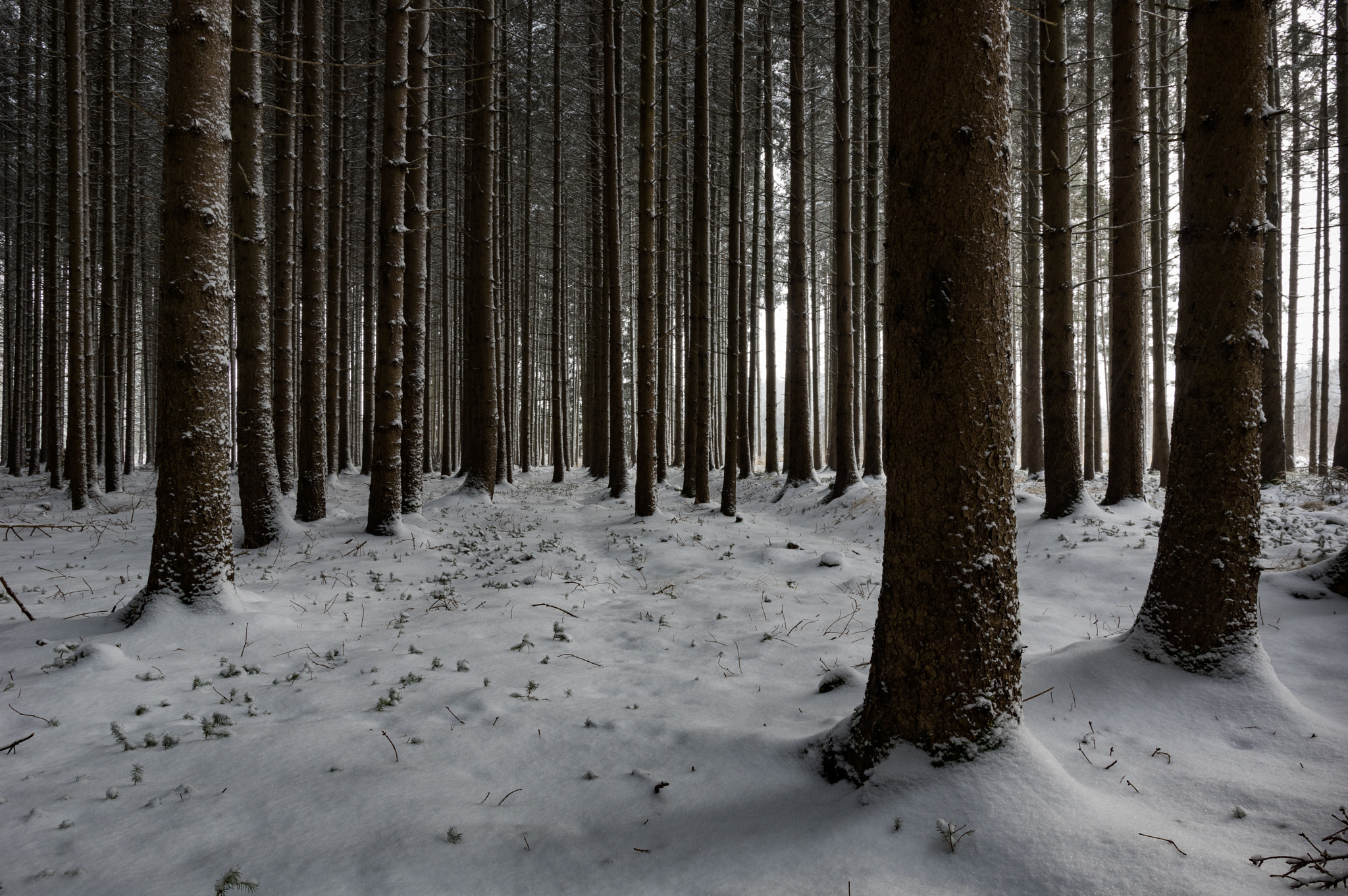 Pentax K-3 II sample photo. Deep in forest photography