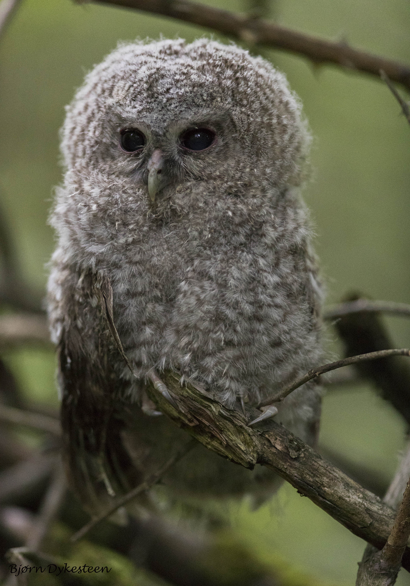 Canon EOS-1D X Mark II sample photo. Young cat owl photography