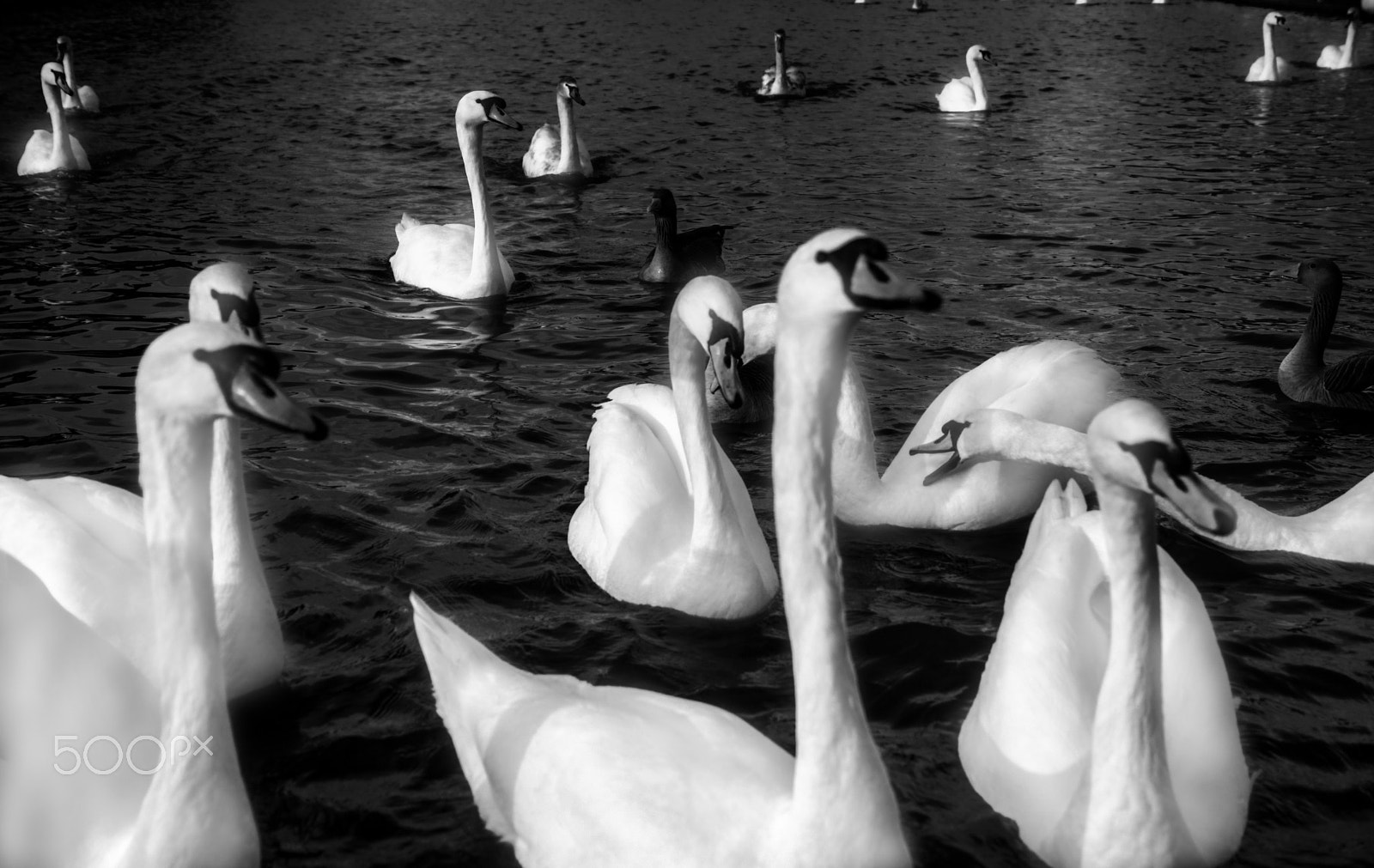 Sony SLT-A65 (SLT-A65V) sample photo. Swan lake photography