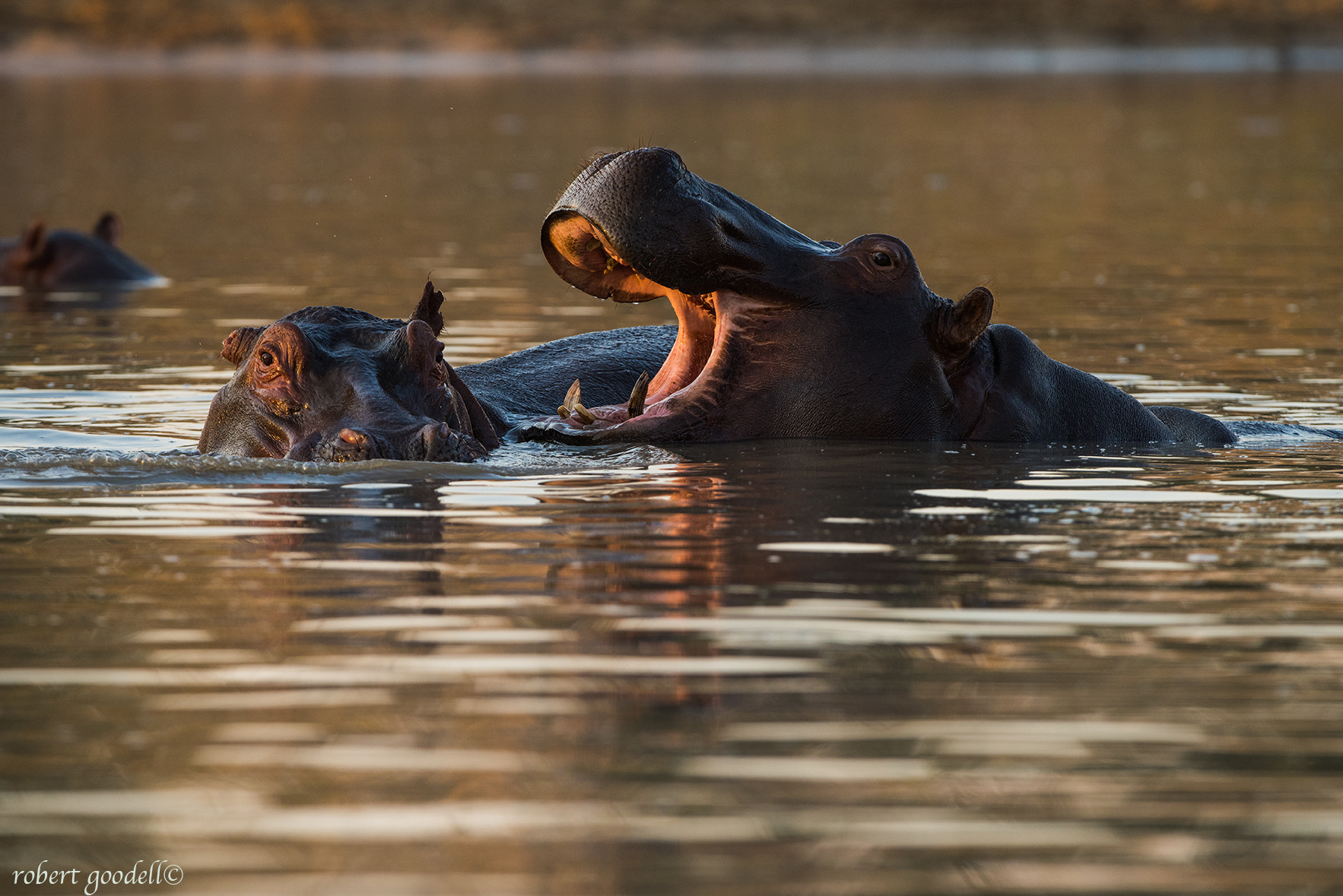 Nikon D810 + Nikon AF-S Nikkor 500mm F4G ED VR sample photo. Hippo photography