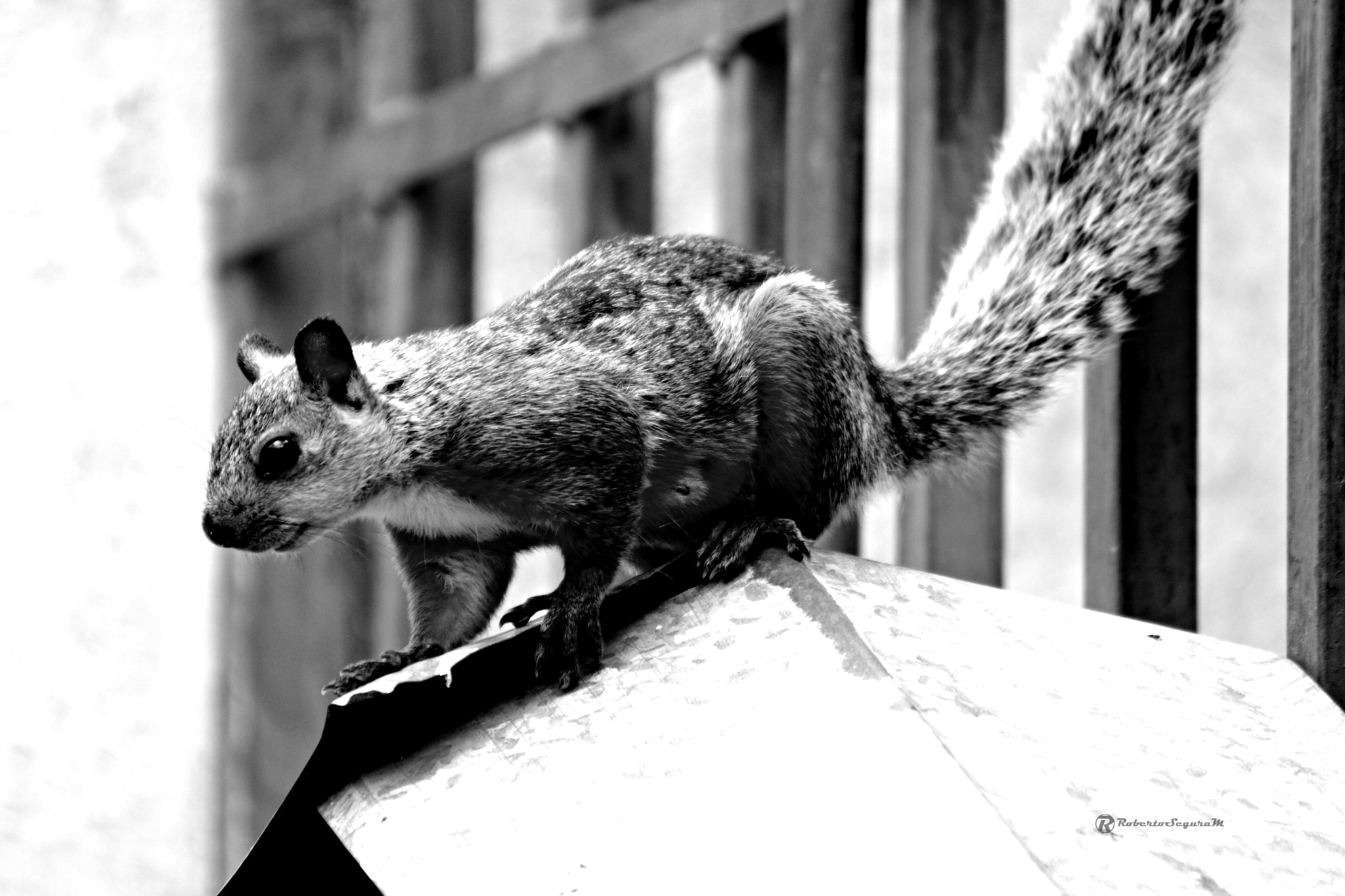 smc PENTAX-FA 80-320mm F4.5-5.6 sample photo. En blanco y negro photography