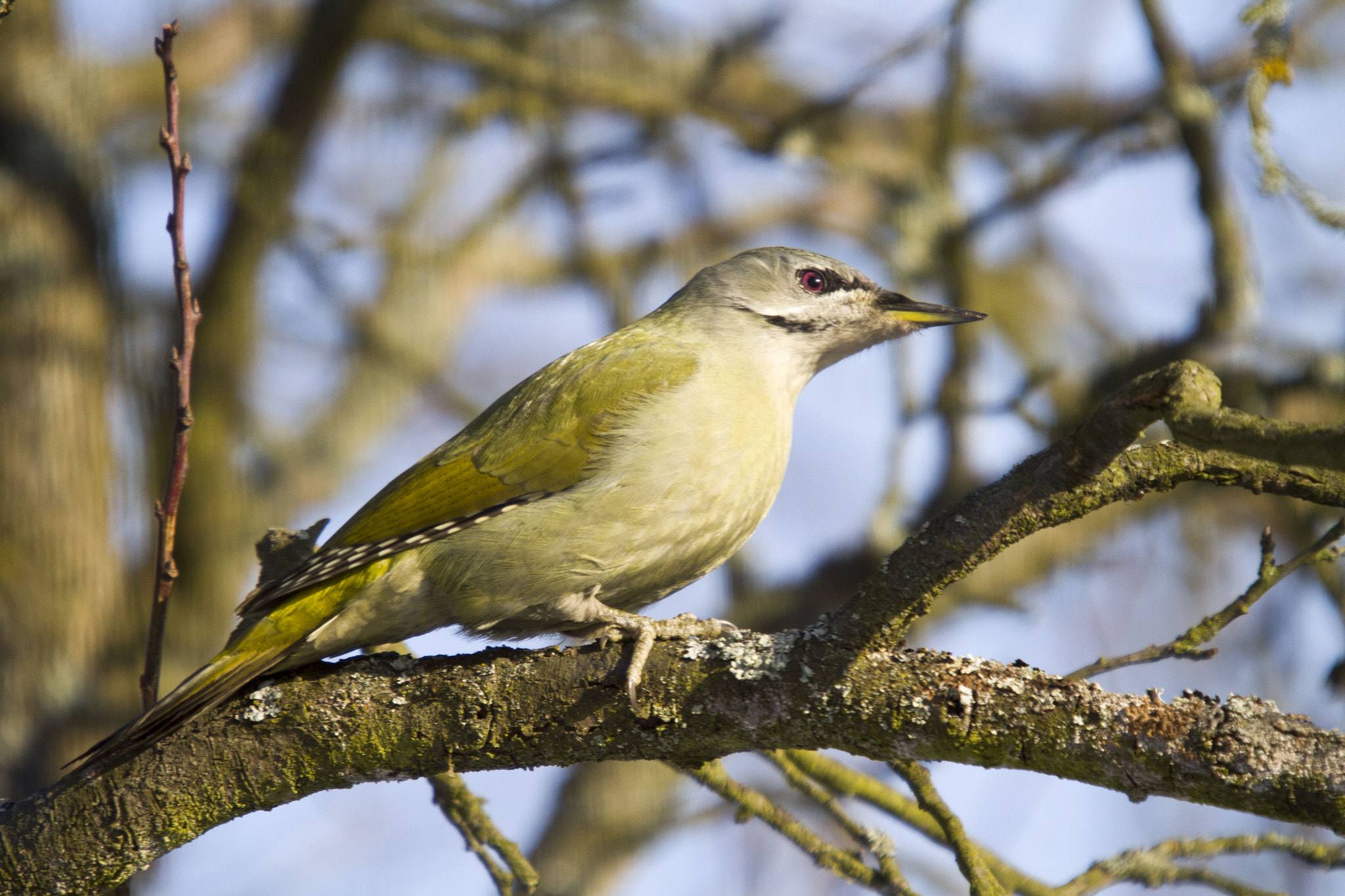 Sigma 50-500mm f/4-6.3 APO HSM EX sample photo. Img photography