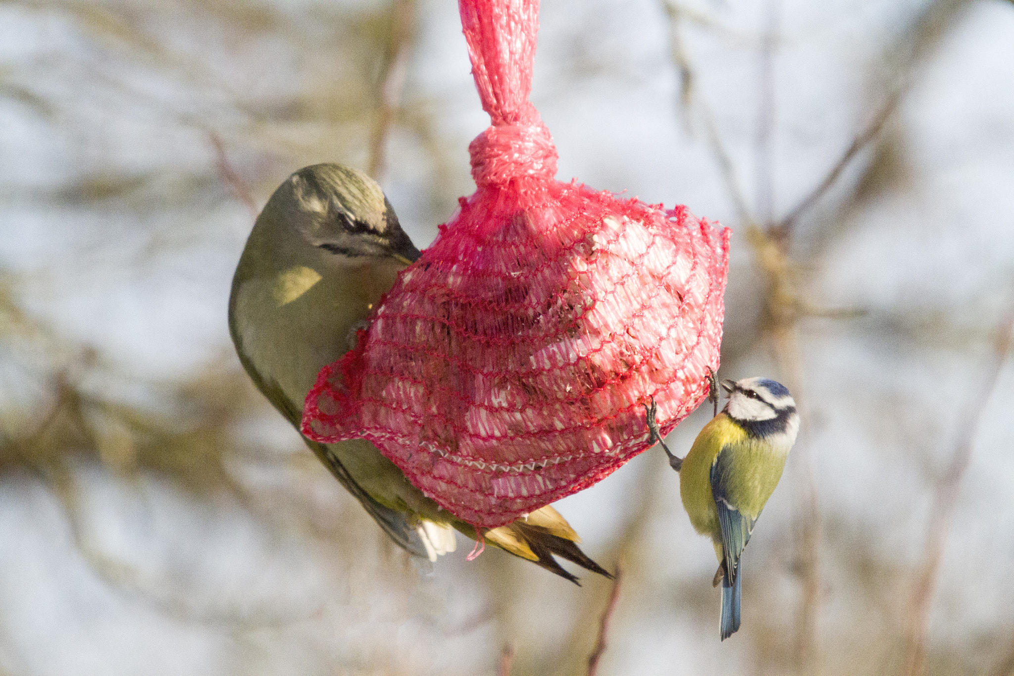Sigma 50-500mm f/4-6.3 APO HSM EX sample photo. Img photography