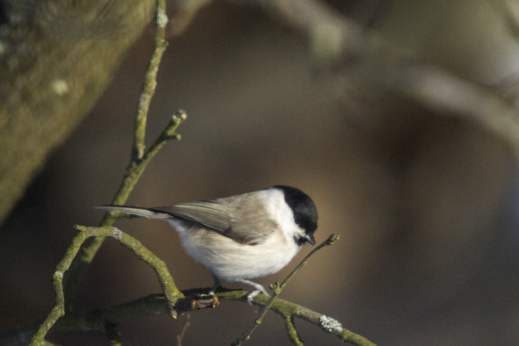 Sigma 50-500mm f/4-6.3 APO HSM EX sample photo. Img photography