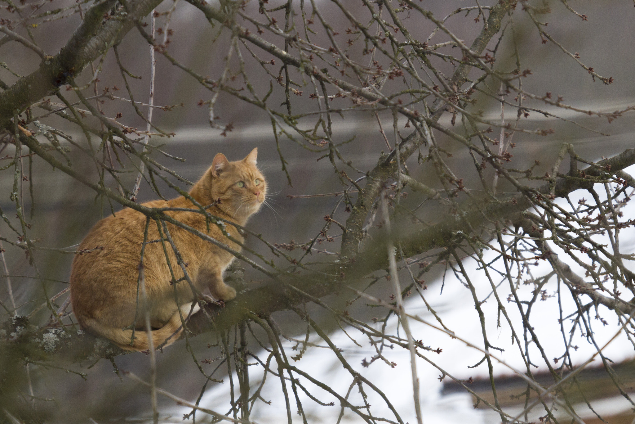 Sigma 50-500mm f/4-6.3 APO HSM EX sample photo. Img photography