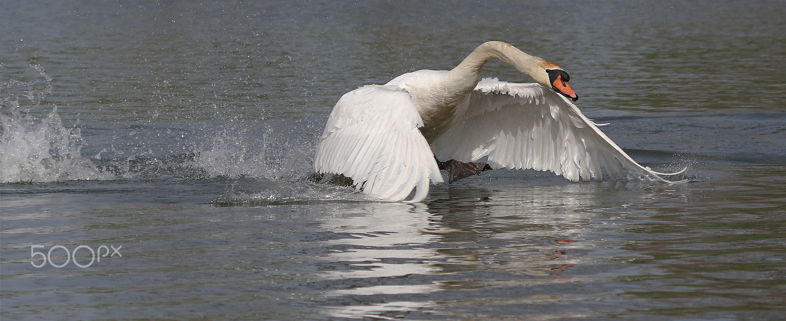 Canon EF 100-400mm F4.5-5.6L IS USM sample photo. Walk on water photography