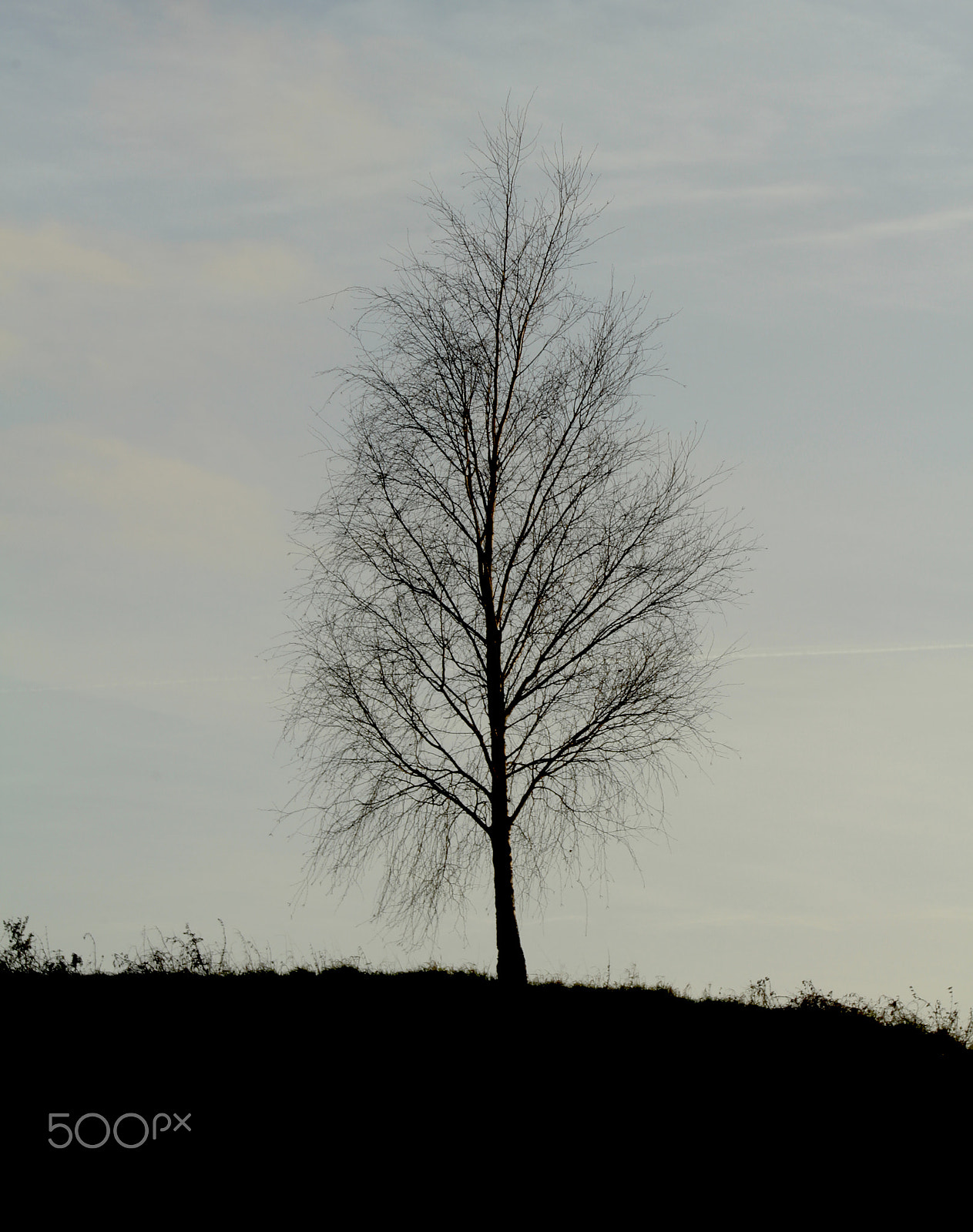 Canon EF-S 55-250mm F4-5.6 IS sample photo. Tree on grassy hill photography