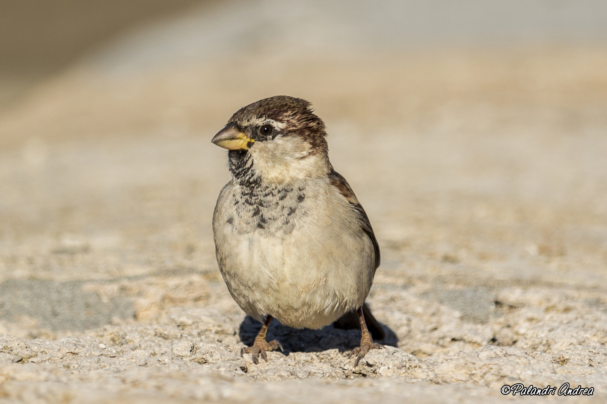 Canon EF-S 55-250mm F4-5.6 IS STM sample photo. Passerotto photography