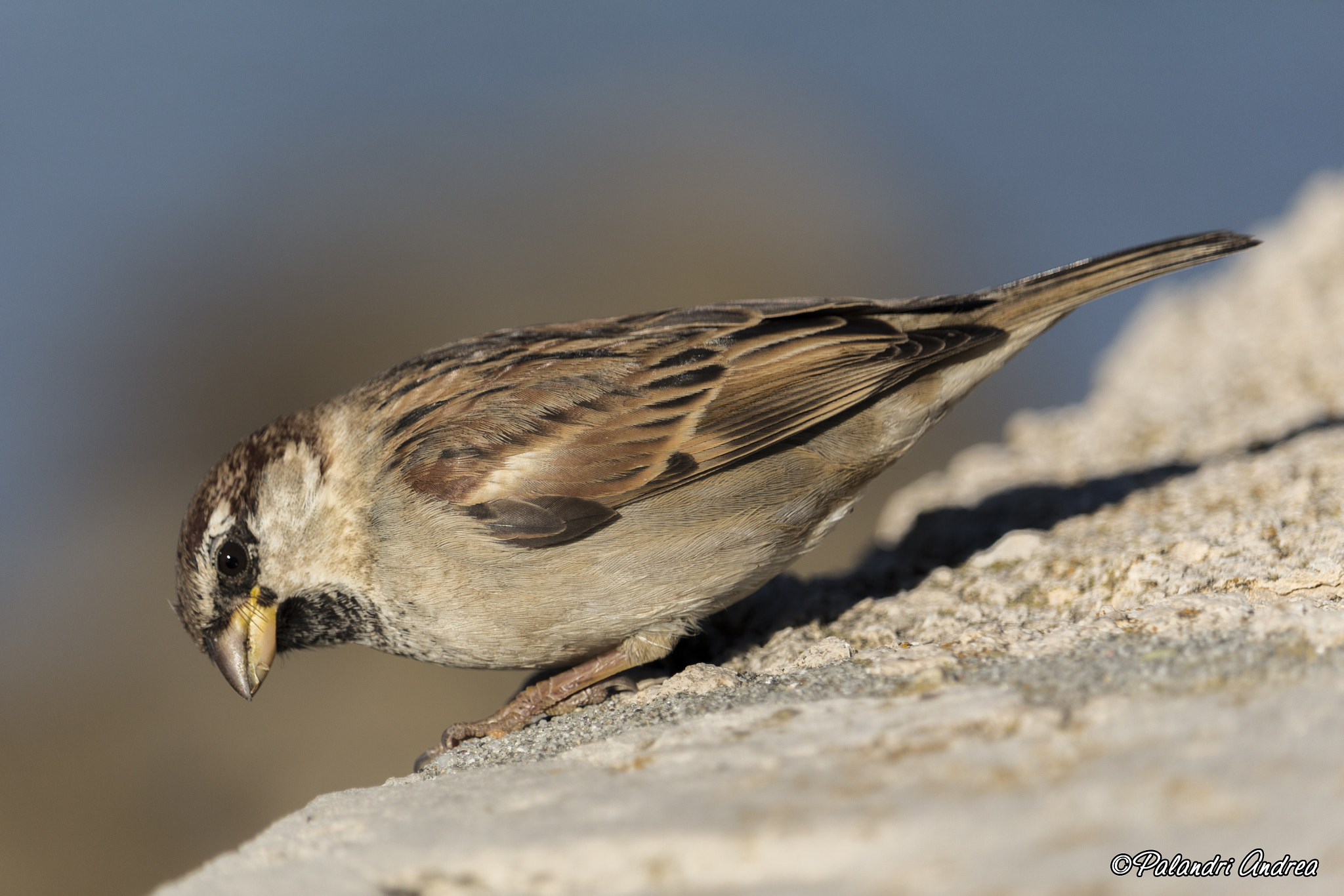 Canon EF-S 55-250mm F4-5.6 IS STM sample photo. Passerotto photography