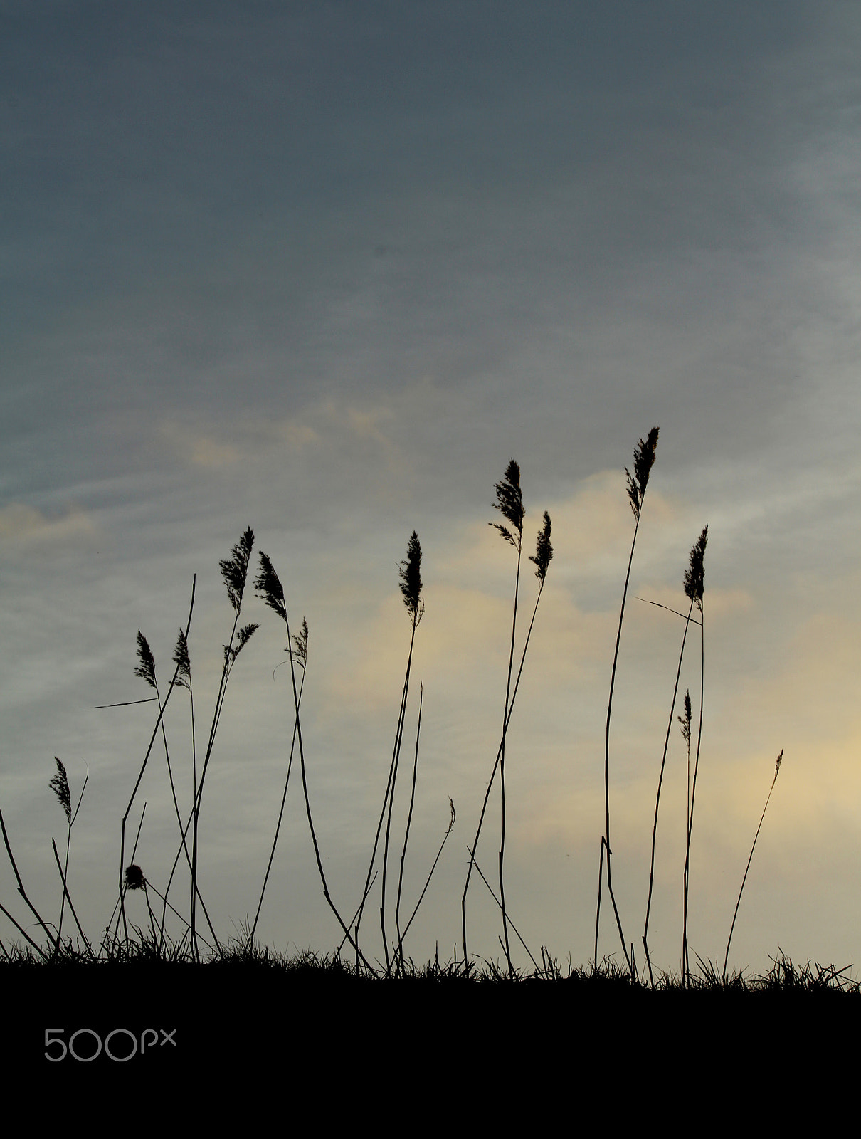 Canon EF-S 55-250mm F4-5.6 IS sample photo. Img photography