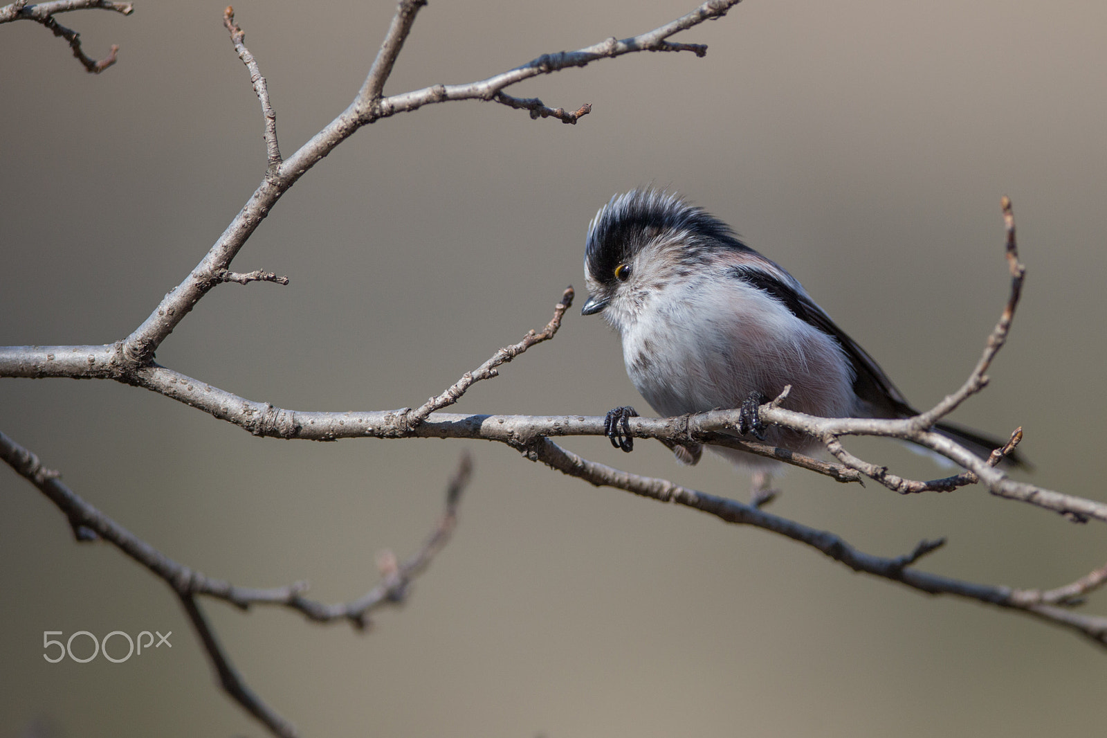 Canon EF 400mm F2.8L IS II USM sample photo. Long tailed tit photography