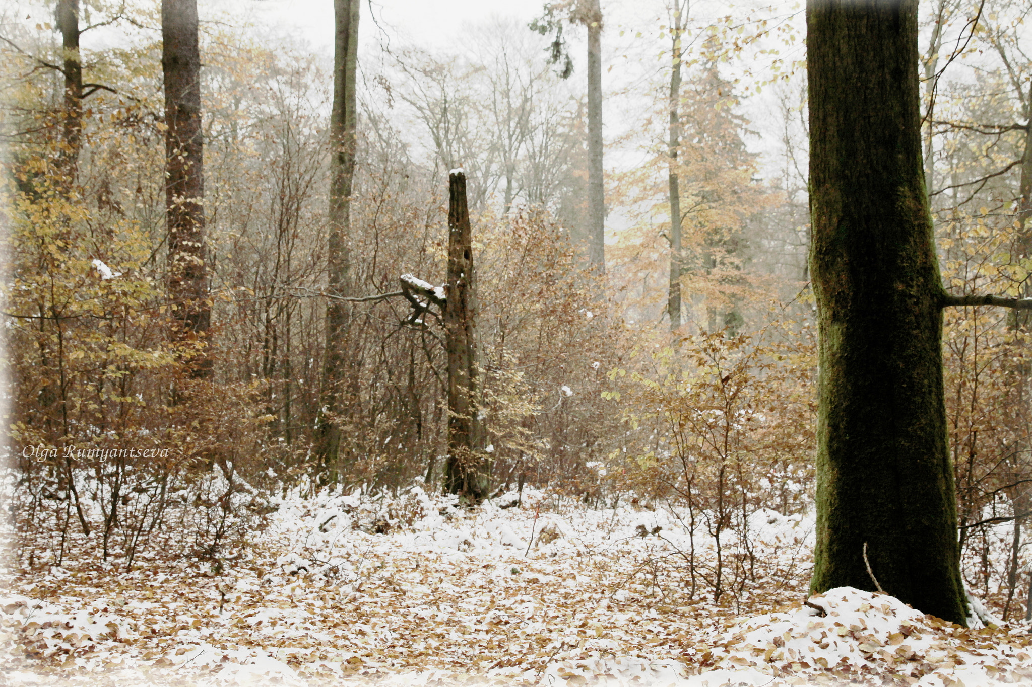 Canon EF 24-70mm F2.8L II USM sample photo. Winter. photography