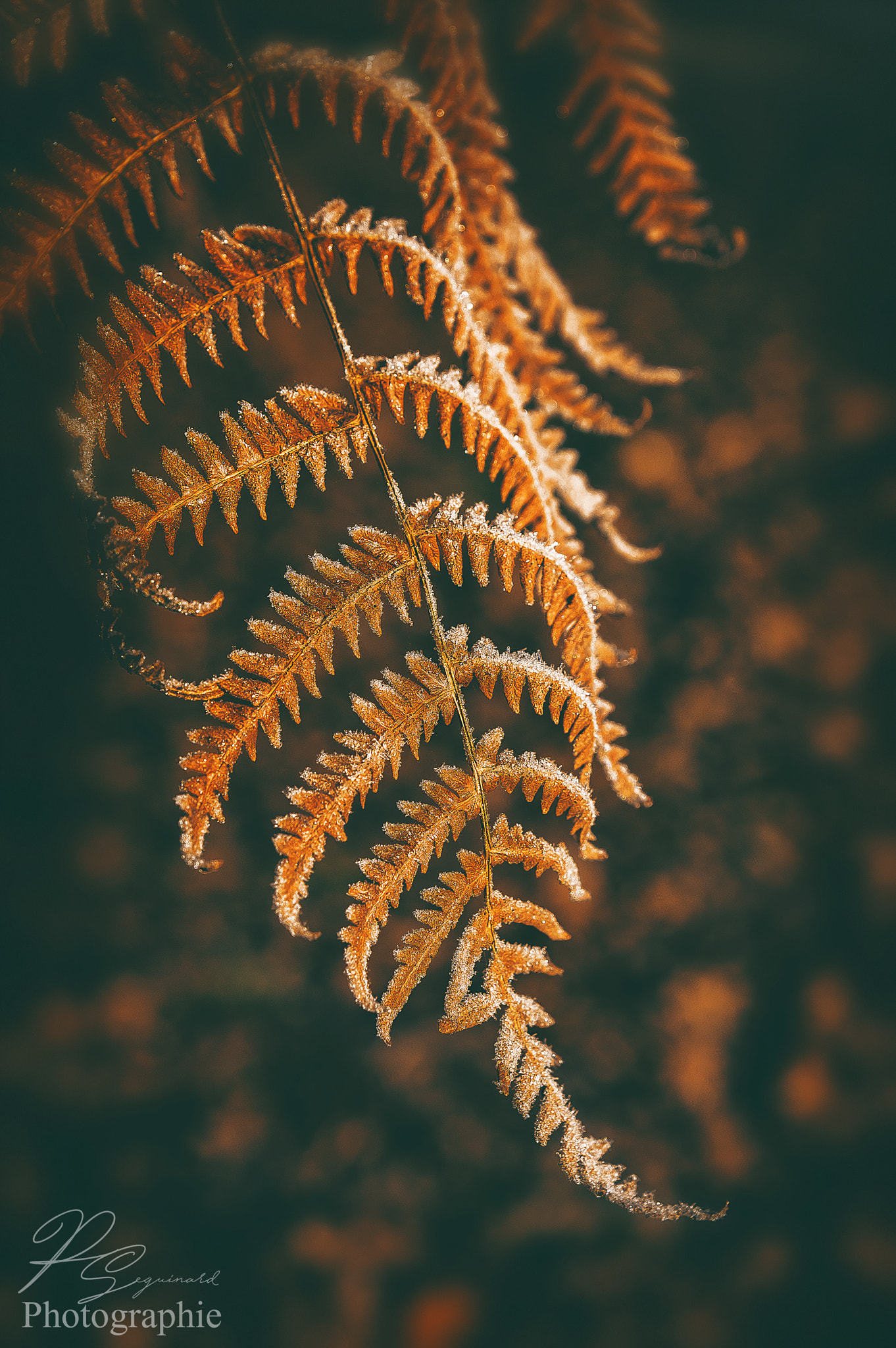 Pentax K-3 sample photo. Freeze photography