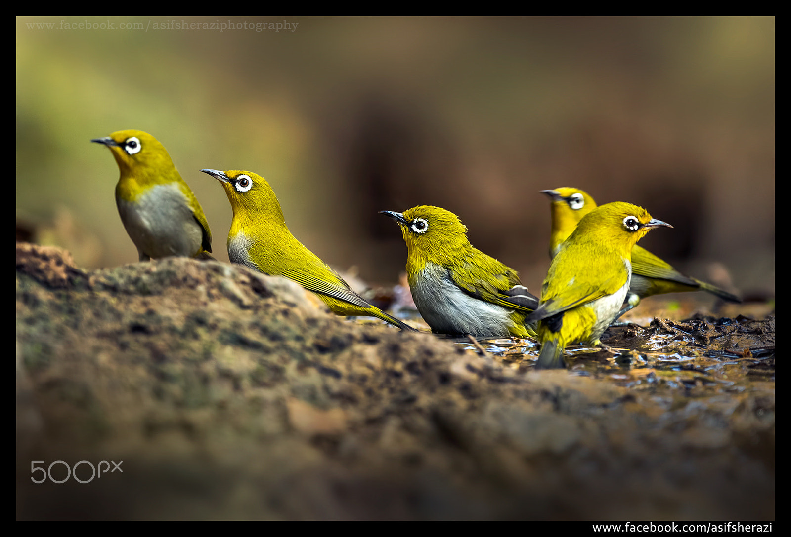 Nikon AF-S Nikkor 600mm F4E FL ED VR sample photo. Beauty of the nature photography