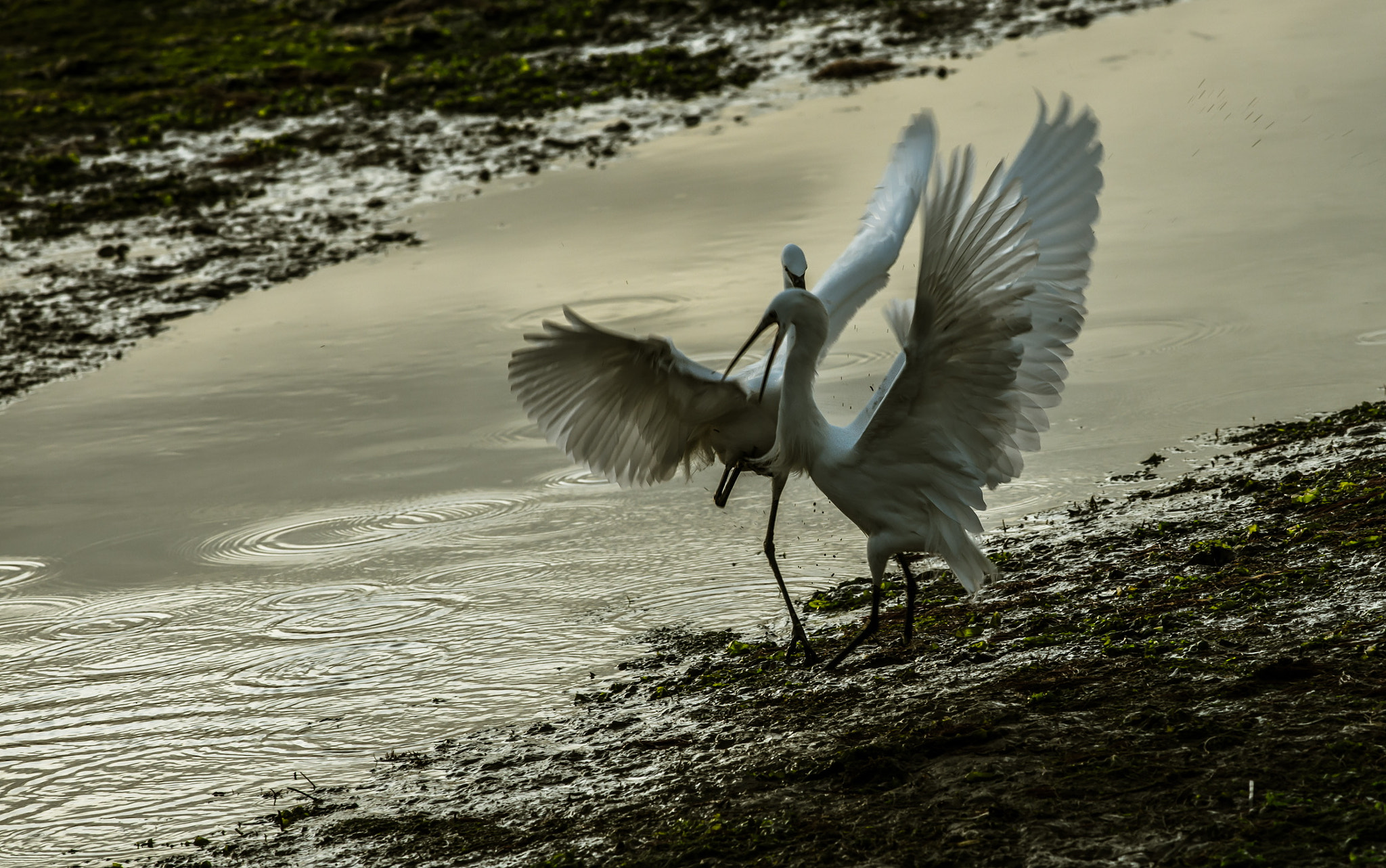 Nikon D800 + Nikon AF-S Nikkor 300mm F4D ED-IF sample photo. Due garzette un pò agitate photography