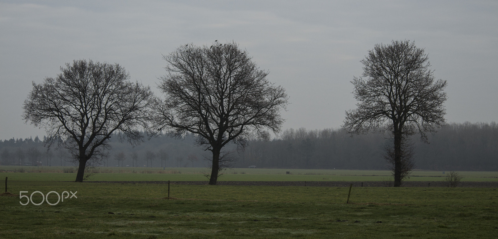 Canon EF-S 55-250mm F4-5.6 IS sample photo. Three trees photography