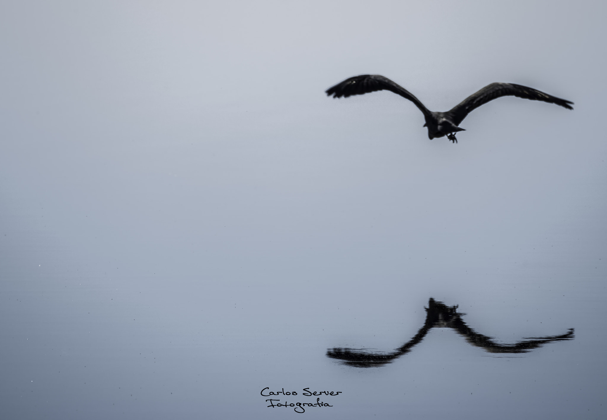 Olympus OM-D E-M5 II sample photo. El vuelo de la garza photography