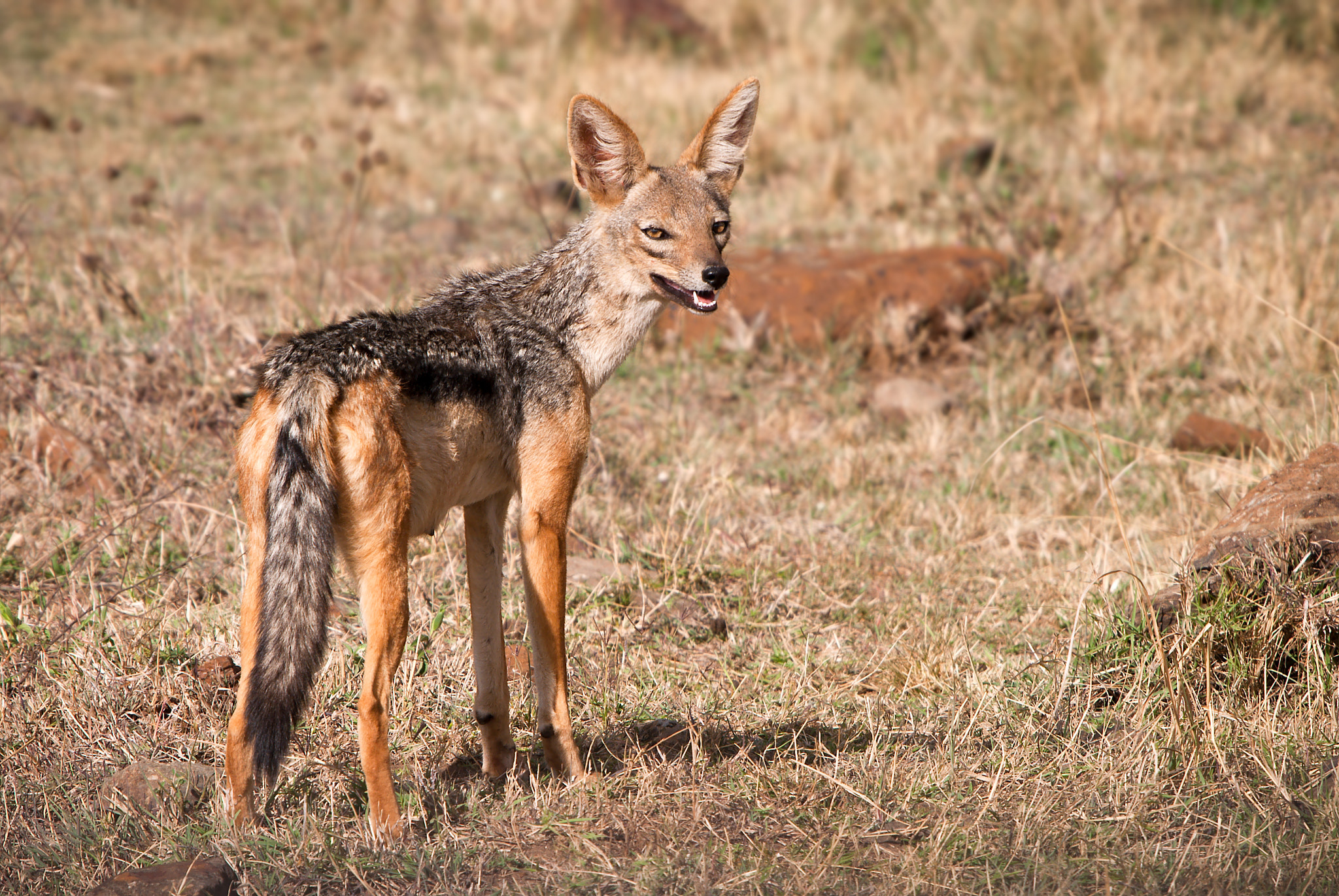 Nikon D200 + Sigma 50-500mm F4-6.3 EX APO RF HSM sample photo. Female black-backed jackal photography