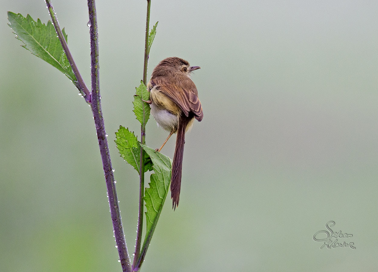 Sigma 150-600mm F5-6.3 DG OS HSM | C sample photo. Small bird 16 plain prinia photography
