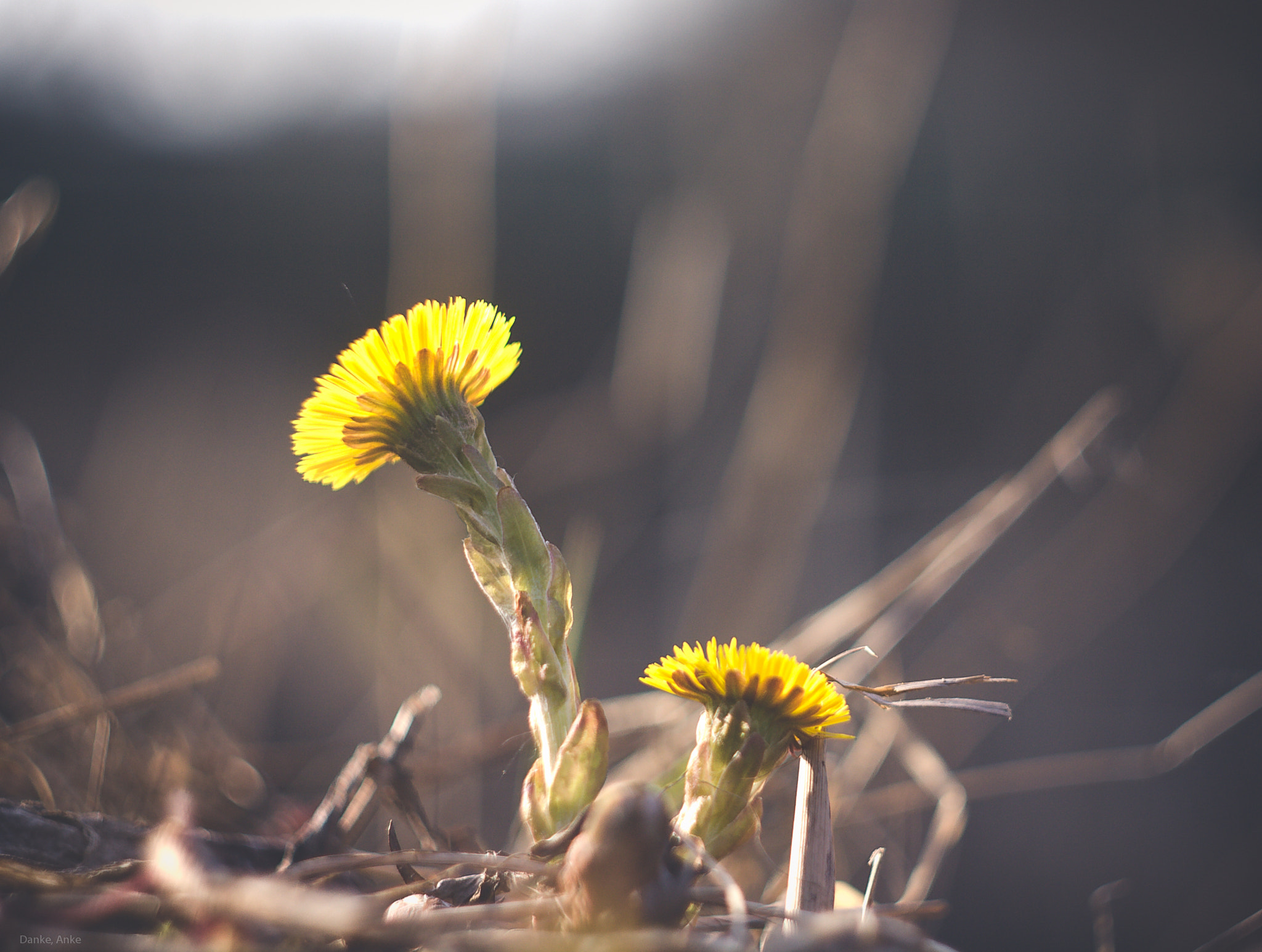 Canon EF 35-80mm f/4-5.6 sample photo. Sunny photography