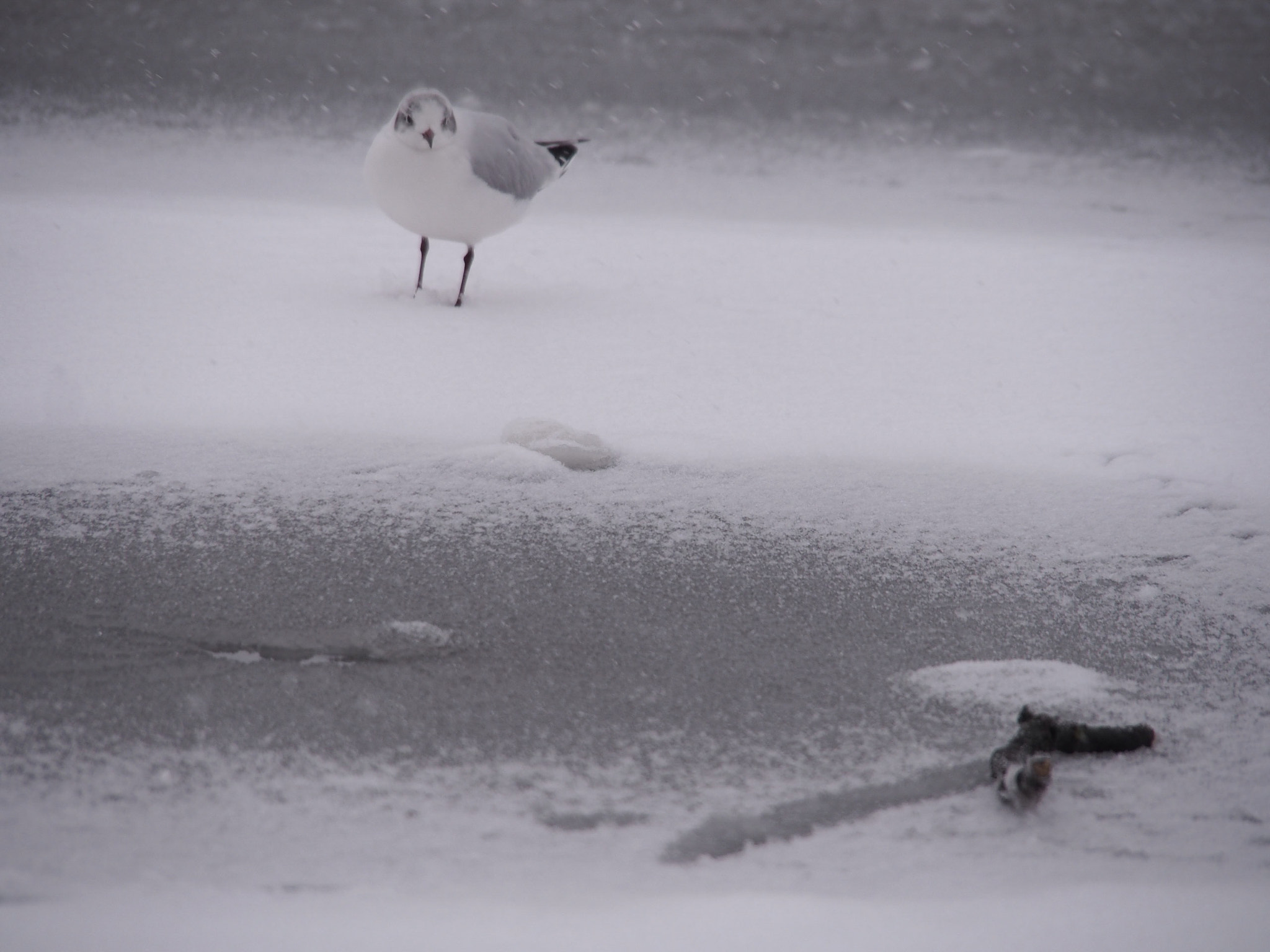 Olympus OM-D E-M5 sample photo. The snow is coming... looking forward to the white landscapes ! photography