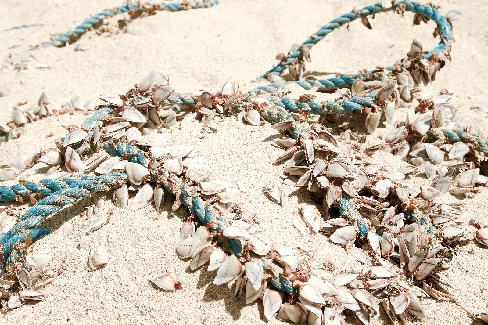 Samsung NX100 sample photo. Sea shells on the sea shore. photography