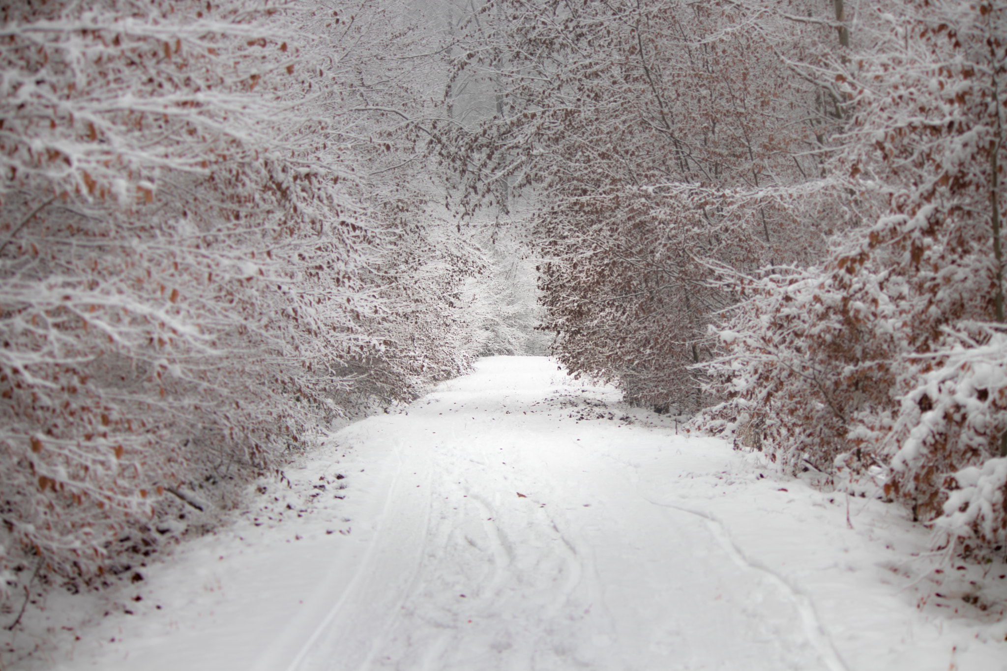 Canon EOS 80D sample photo. Winter wonderland photography