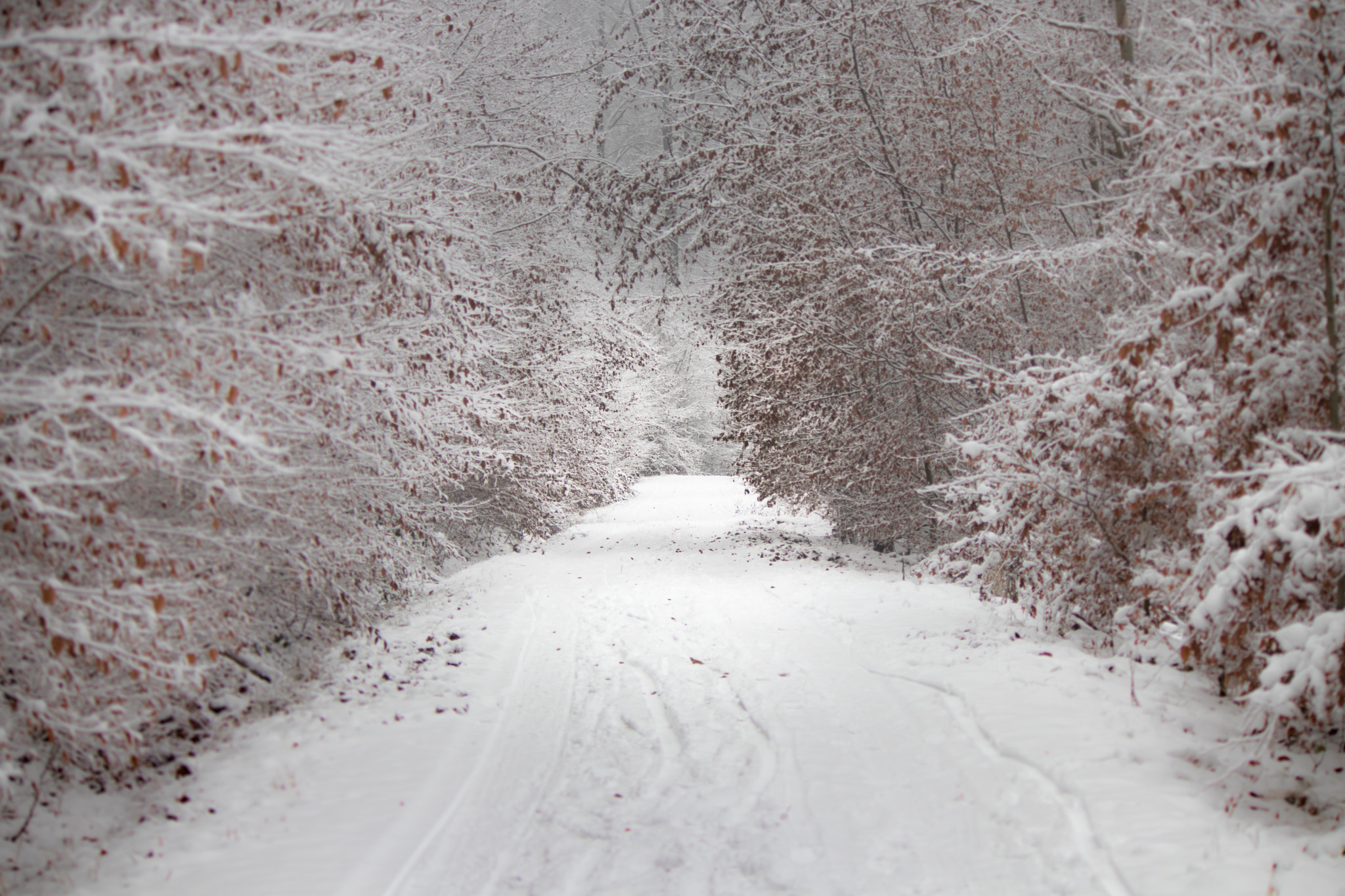 Canon EF-S 55-250mm F4-5.6 IS II sample photo. Winter wonderland photography