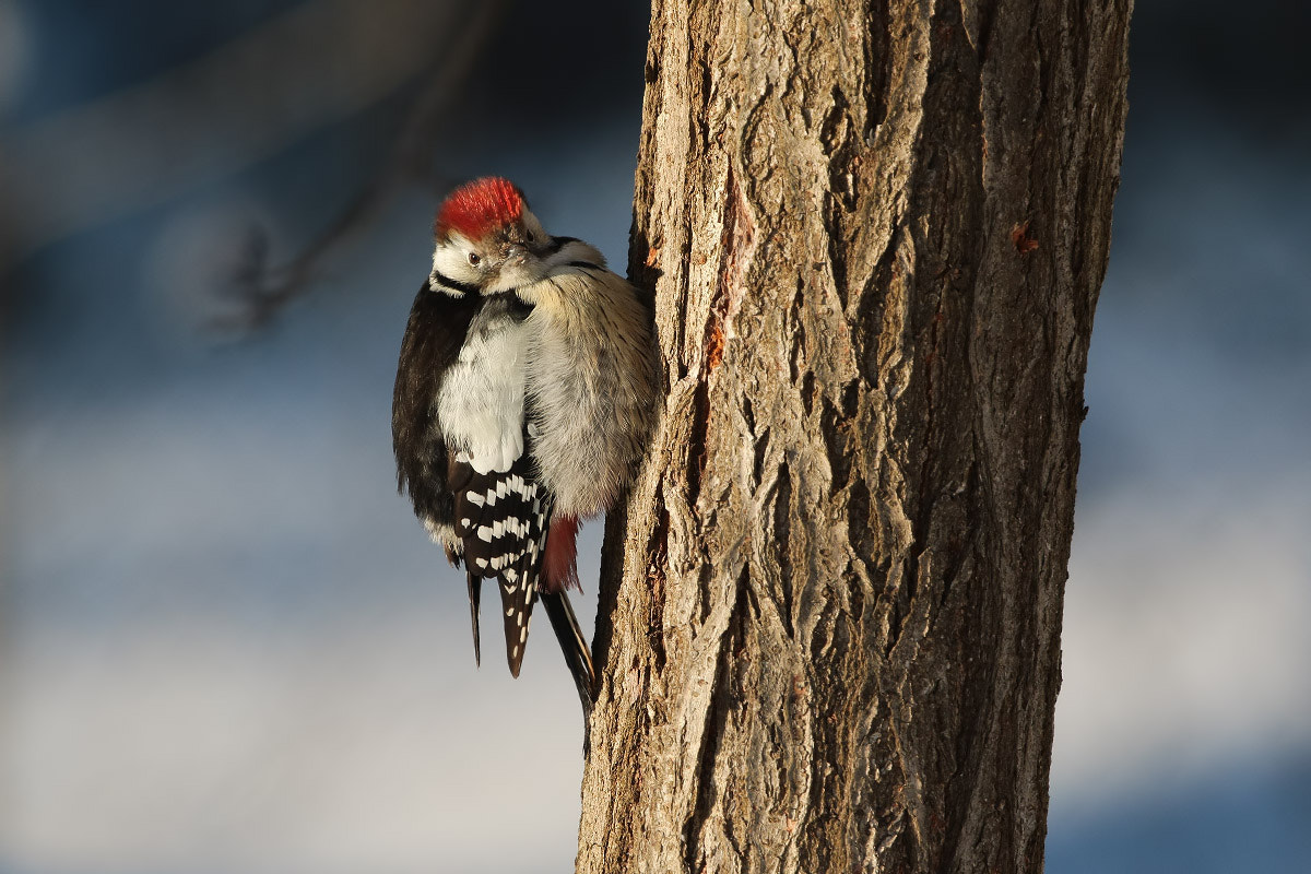 Canon EOS 7D Mark II + Canon EF 300mm F2.8L IS II USM sample photo. Cold winter day photography