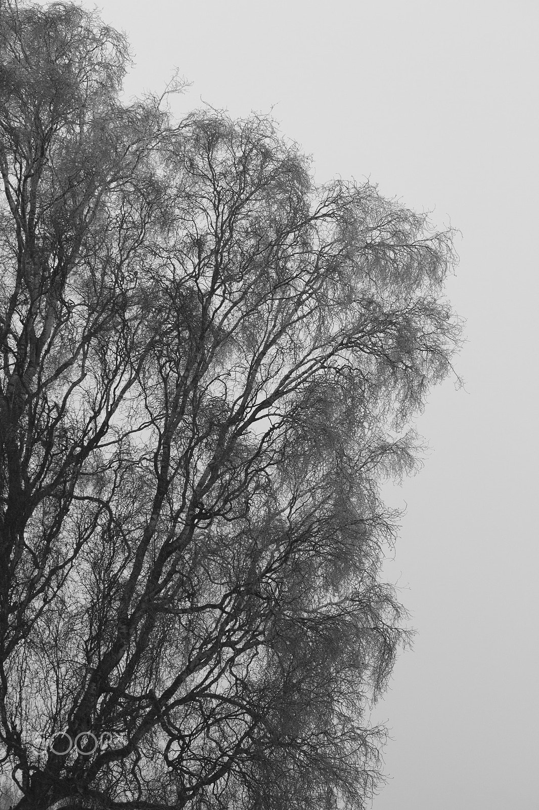 Canon EF-S 55-250mm F4-5.6 IS sample photo. Branches beautiful bare photography