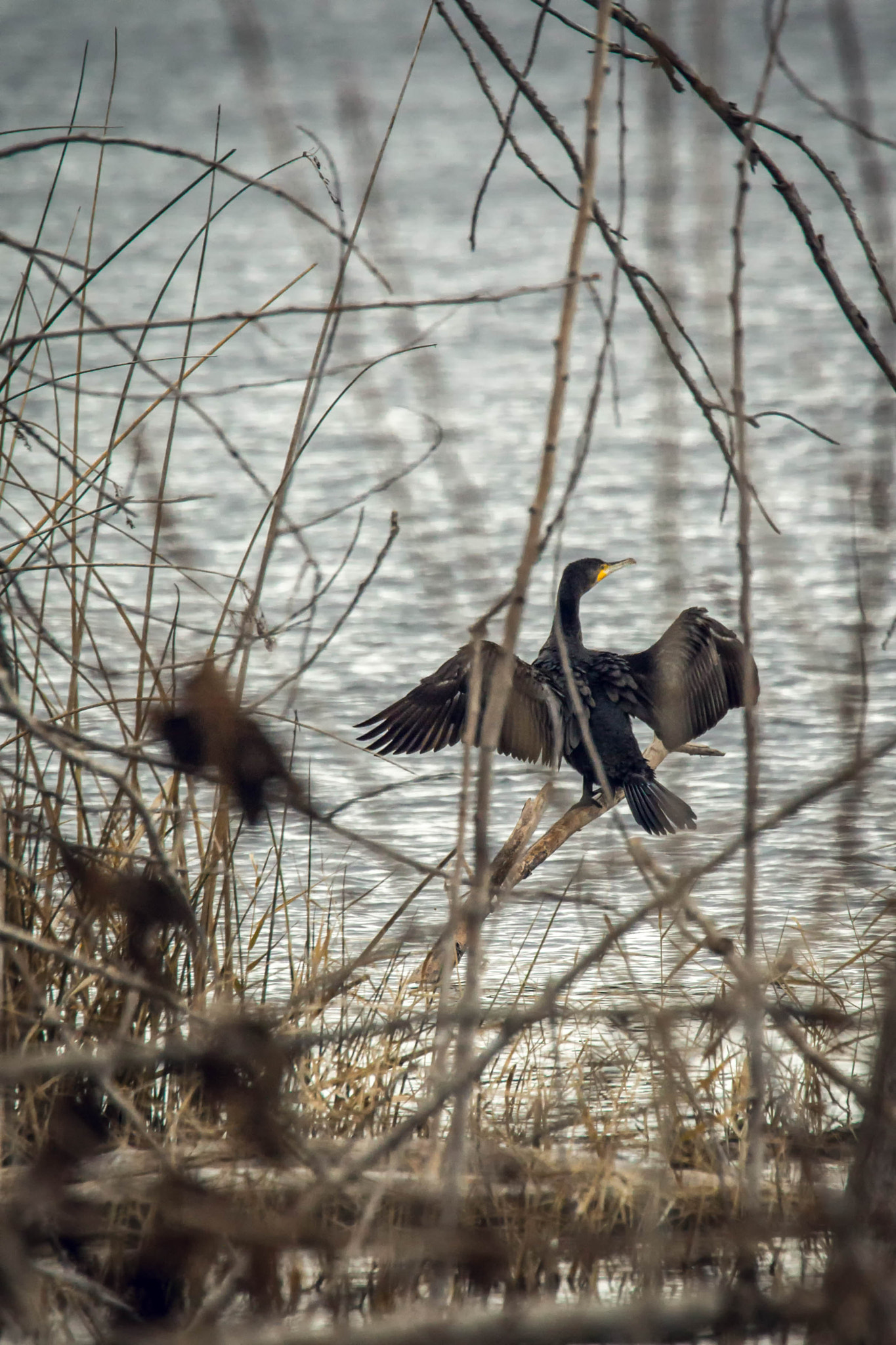Canon EOS-1D Mark IV sample photo. Cormoran photography