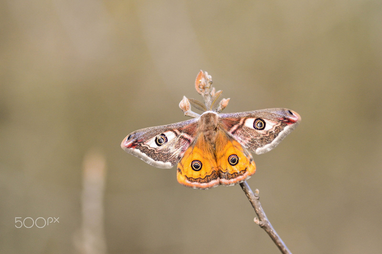 Nikon D3200 + Sigma 105mm F2.8 EX DG Macro sample photo. Saturnia pavonia photography