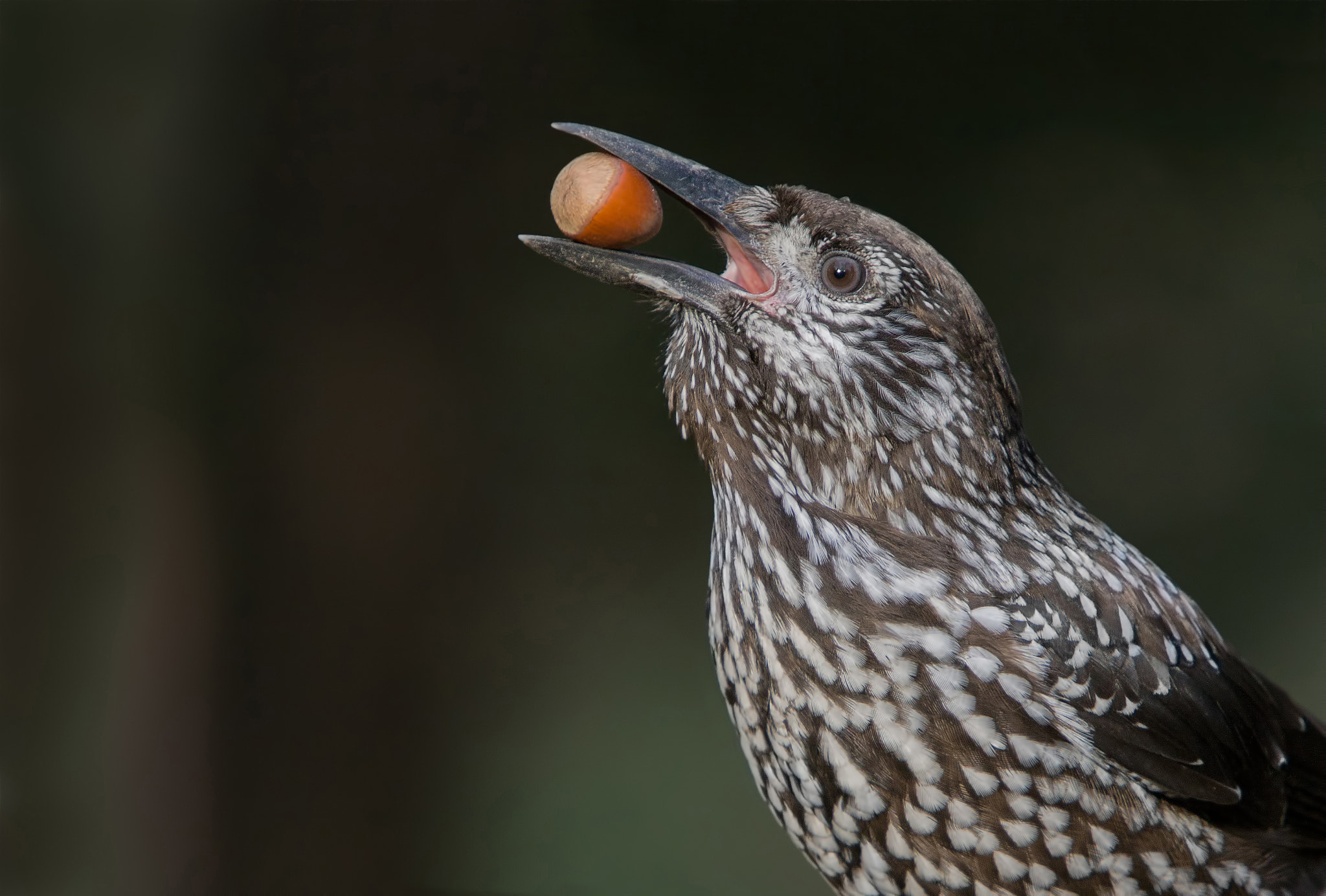 Canon EF 70-200mm F2.8L IS USM sample photo. Eurasian nutcracker with a nut photography