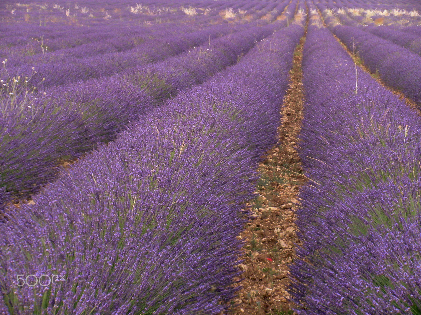Canon PowerShot ELPH 340 HS (IXUS 265 HS / IXY 630) sample photo. Lavender landscape photography
