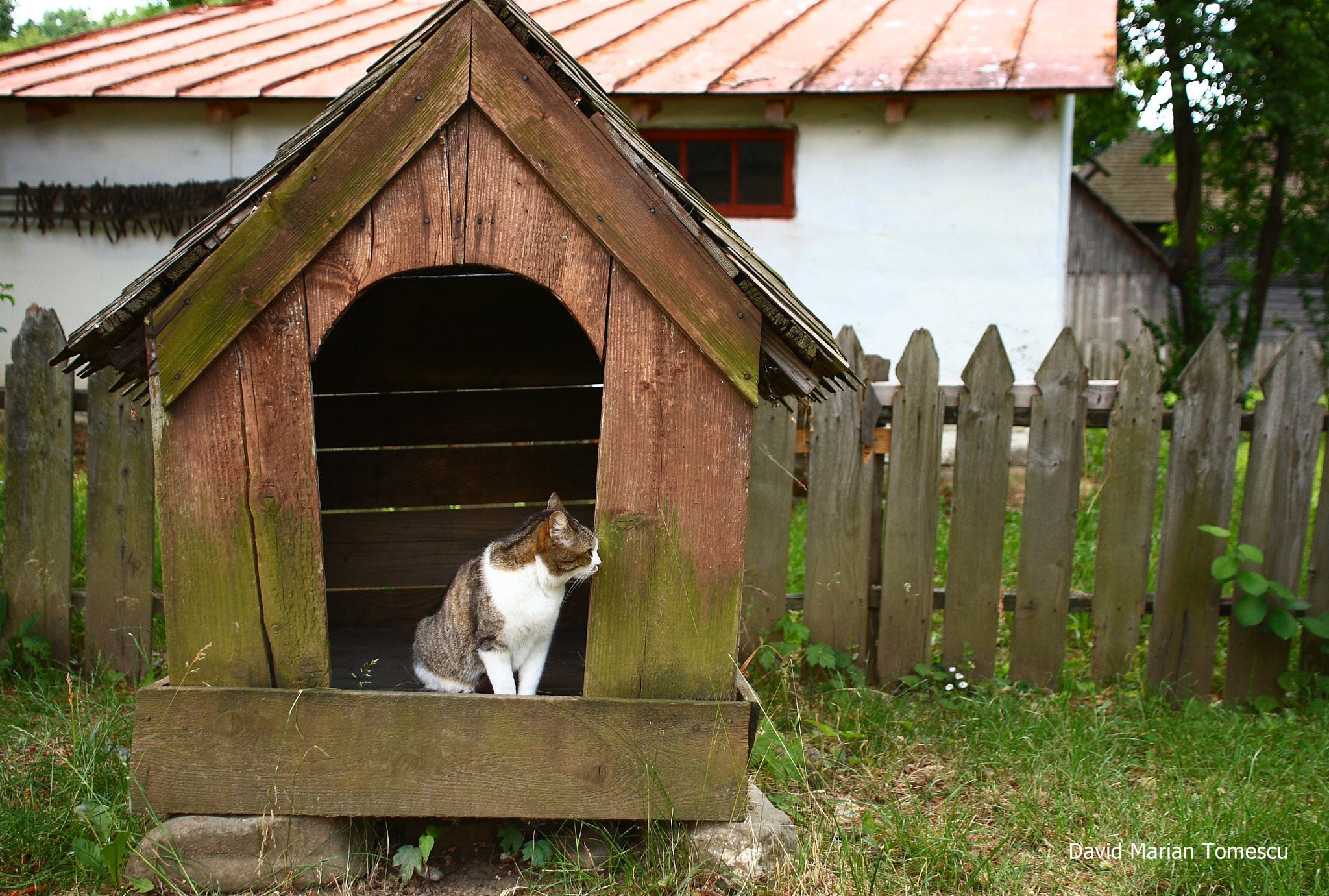 Canon EOS 400D (EOS Digital Rebel XTi / EOS Kiss Digital X) + Sigma 18-50mm F2.8-4.5 DC OS HSM sample photo. Checking the dog house photography