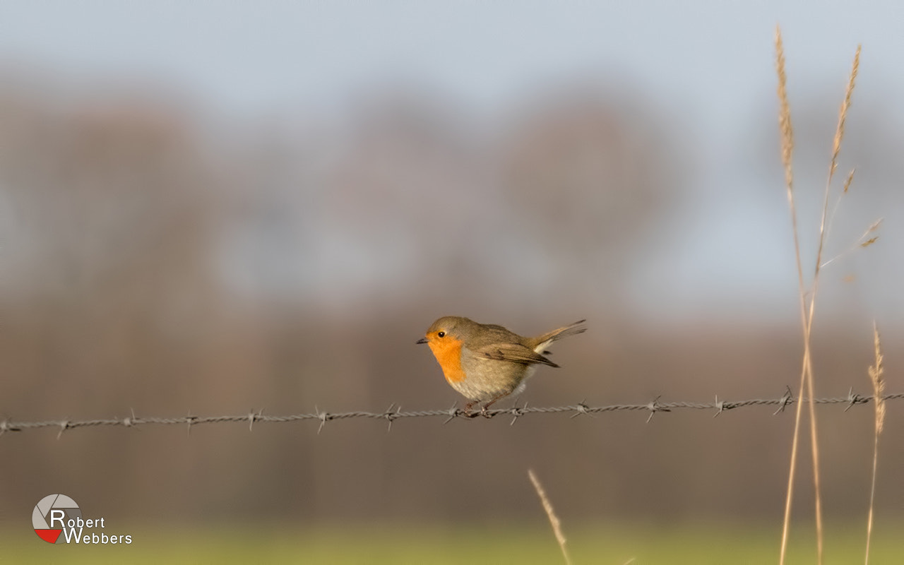 Canon EOS 7D Mark II + Canon EF 100-400mm F4.5-5.6L IS USM sample photo. Robin on barbed wire photography