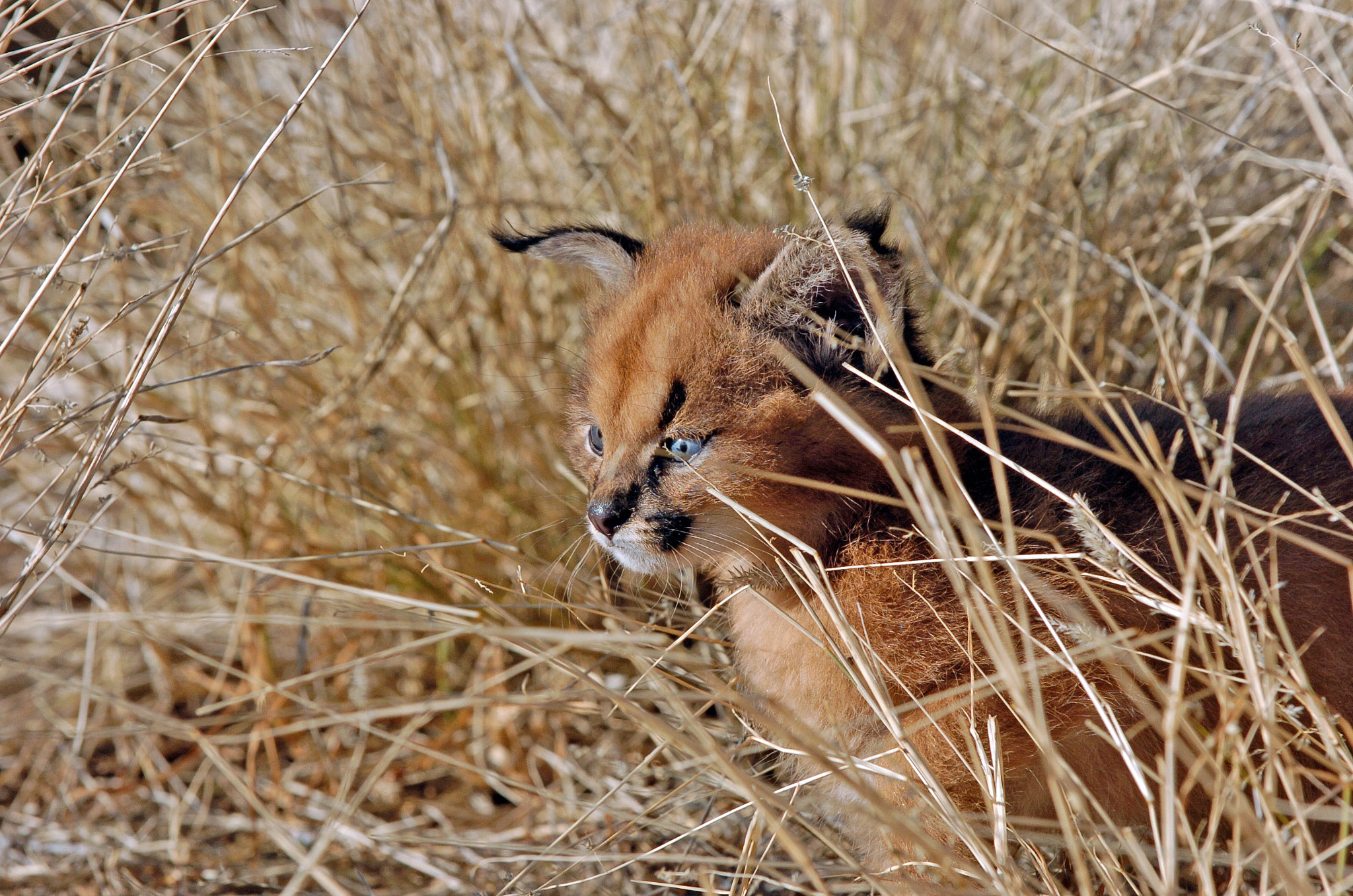 Nikon D2H sample photo. Caracal kitten - namibia photography