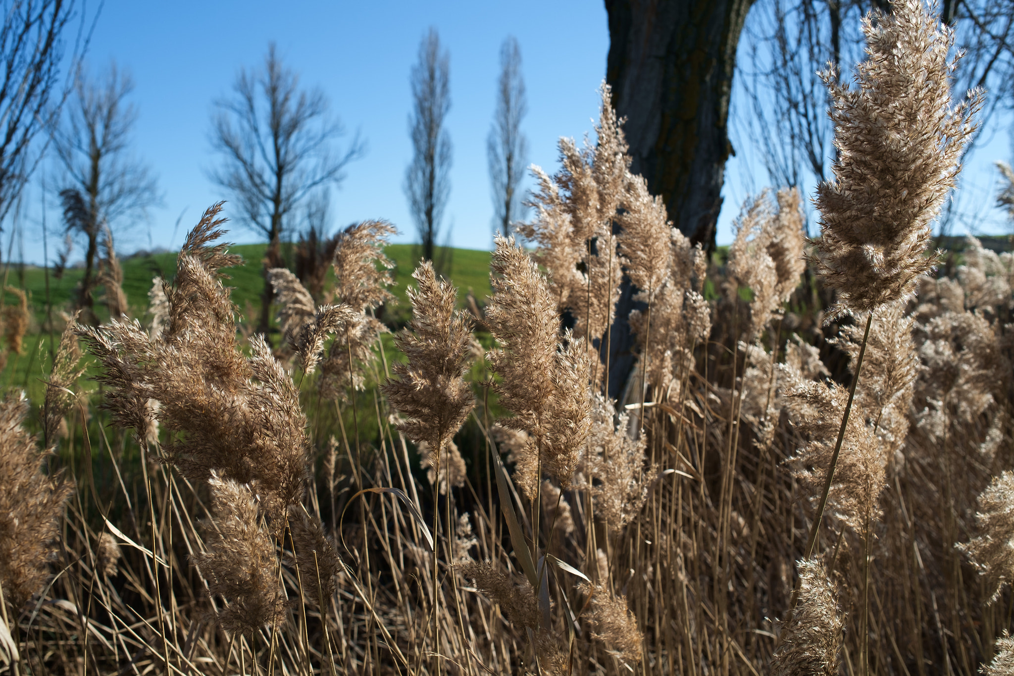 Fujifilm X-Pro1 sample photo. Suaves al viento photography