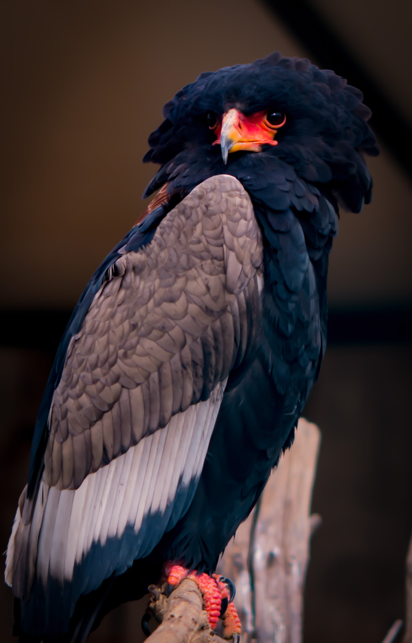 Nikon D800 sample photo. 70's hairstyle - bateleur eagle photography