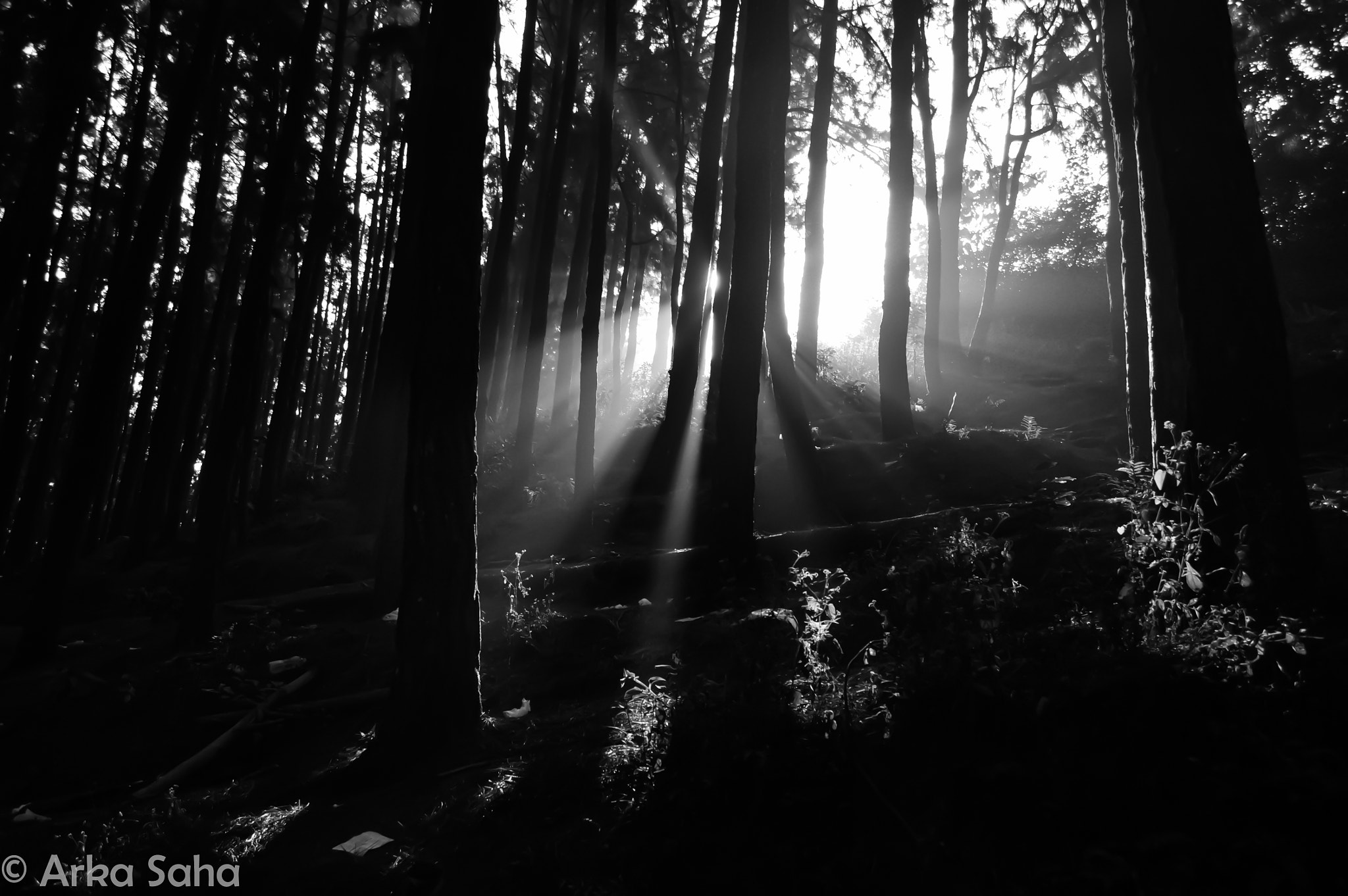 Nikon D3200 sample photo. Mystic woods photography