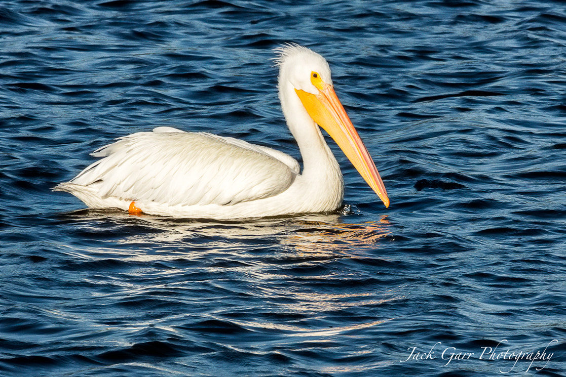 Canon EOS 5DS + 150-600mm F5-6.3 DG OS HSM | Sports 014 sample photo. White pelican photography
