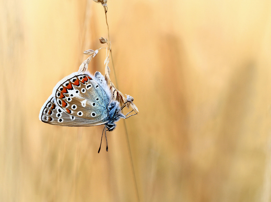 hanging down by Hermann Dolles on 500px.com