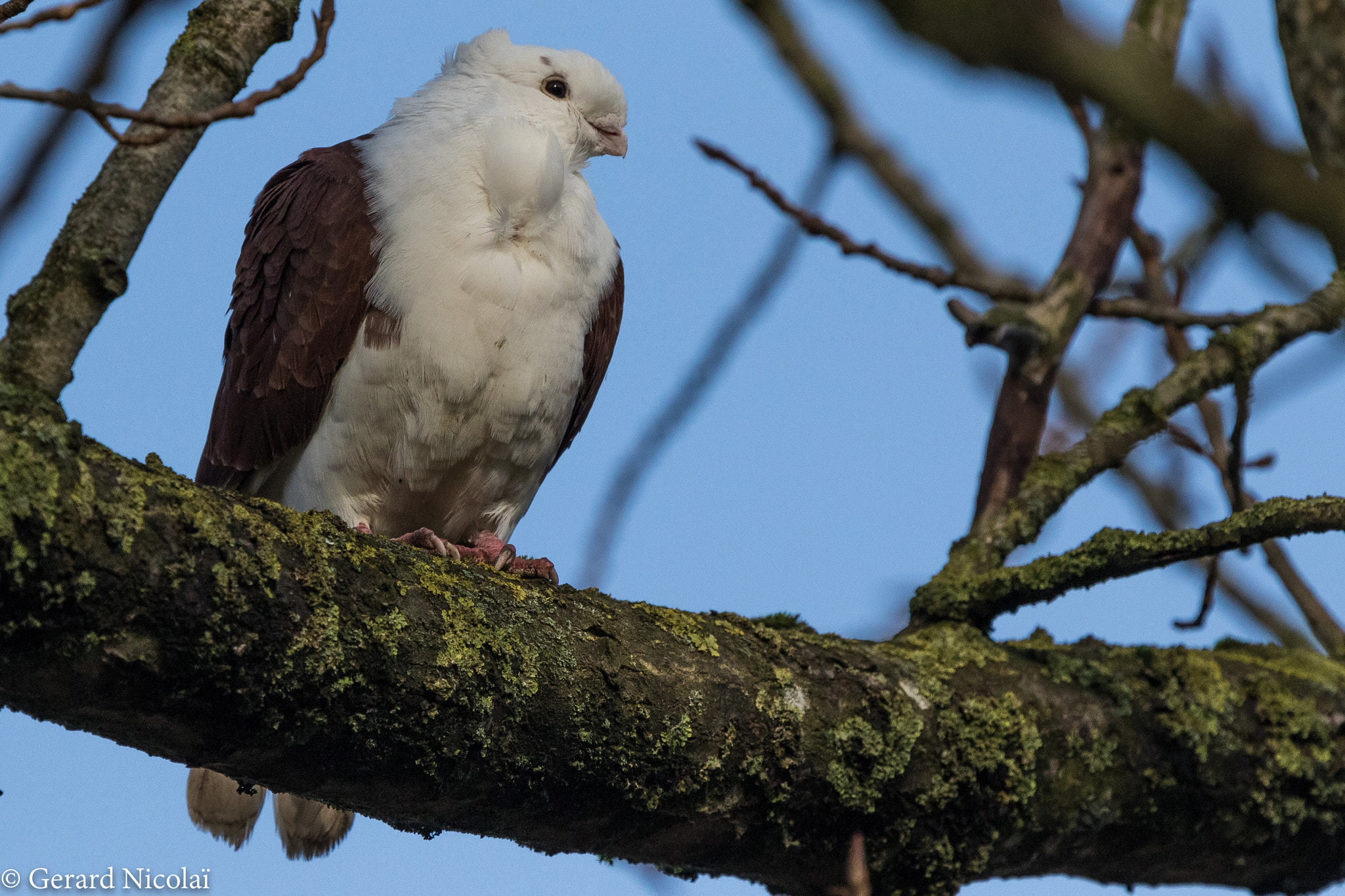 Canon EF 300mm F2.8L IS USM sample photo. Weird one photography