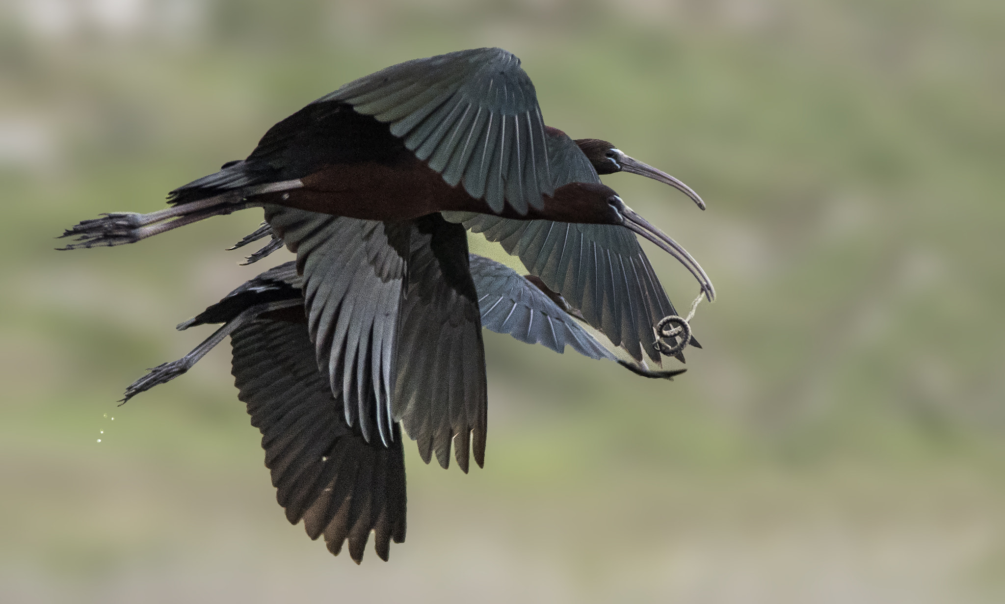 Nikon D810 + Nikon AF-S Nikkor 300mm F4D ED-IF sample photo. Glossy ibis / plegadis falcinellus photography