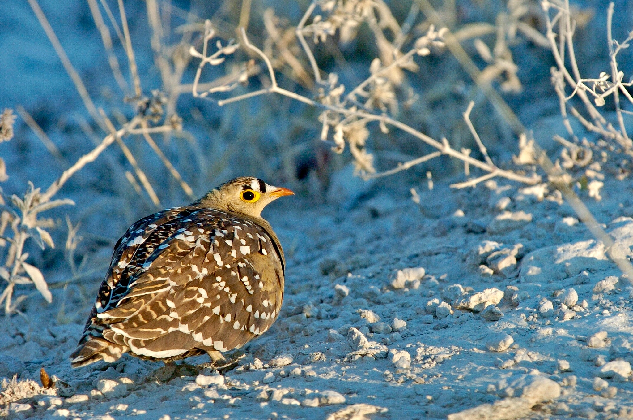 Nikon D2H sample photo. Francolin photography